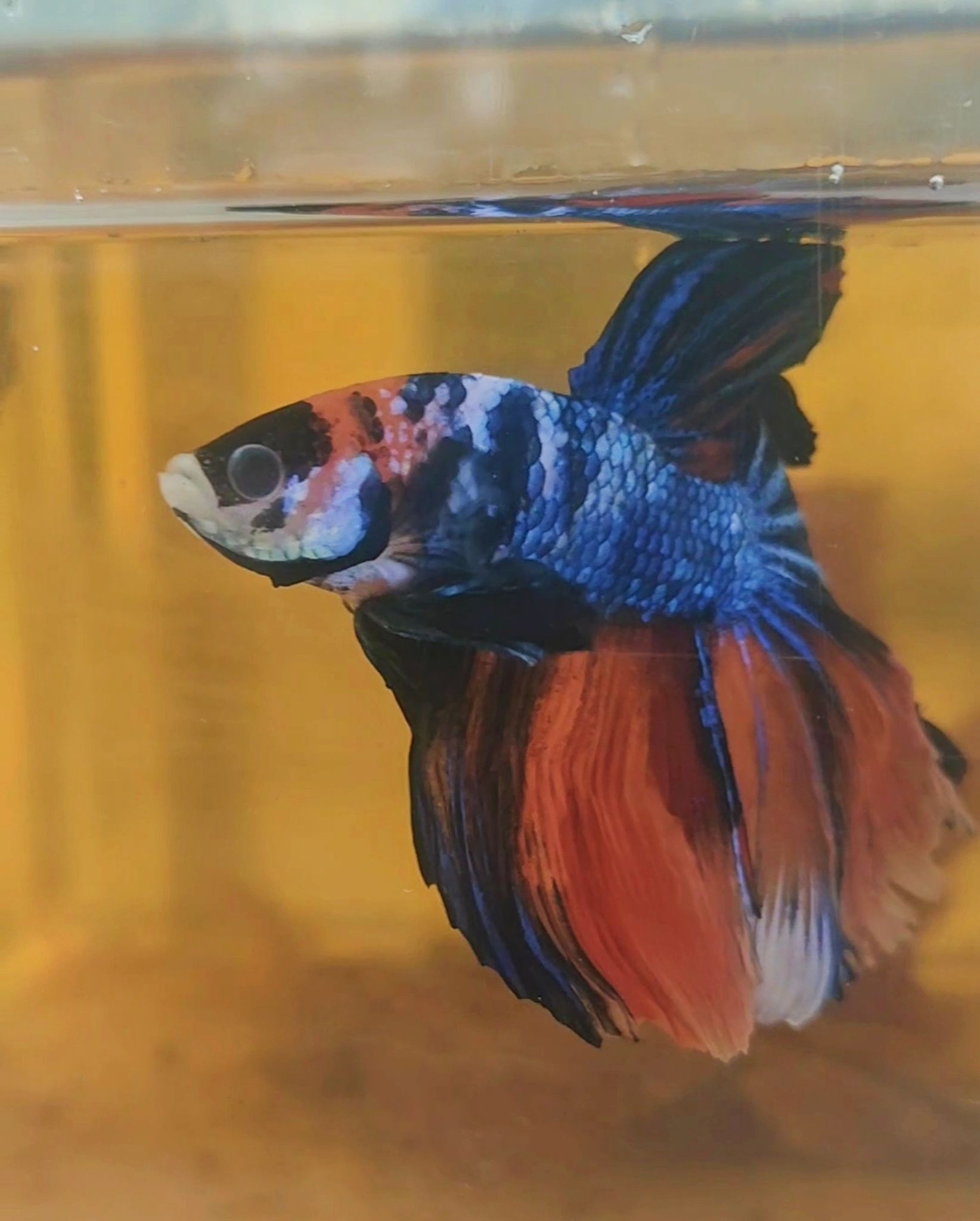 Bettafish halfmoon big size || Nemo multycolour long tail || bettafish halfmoon