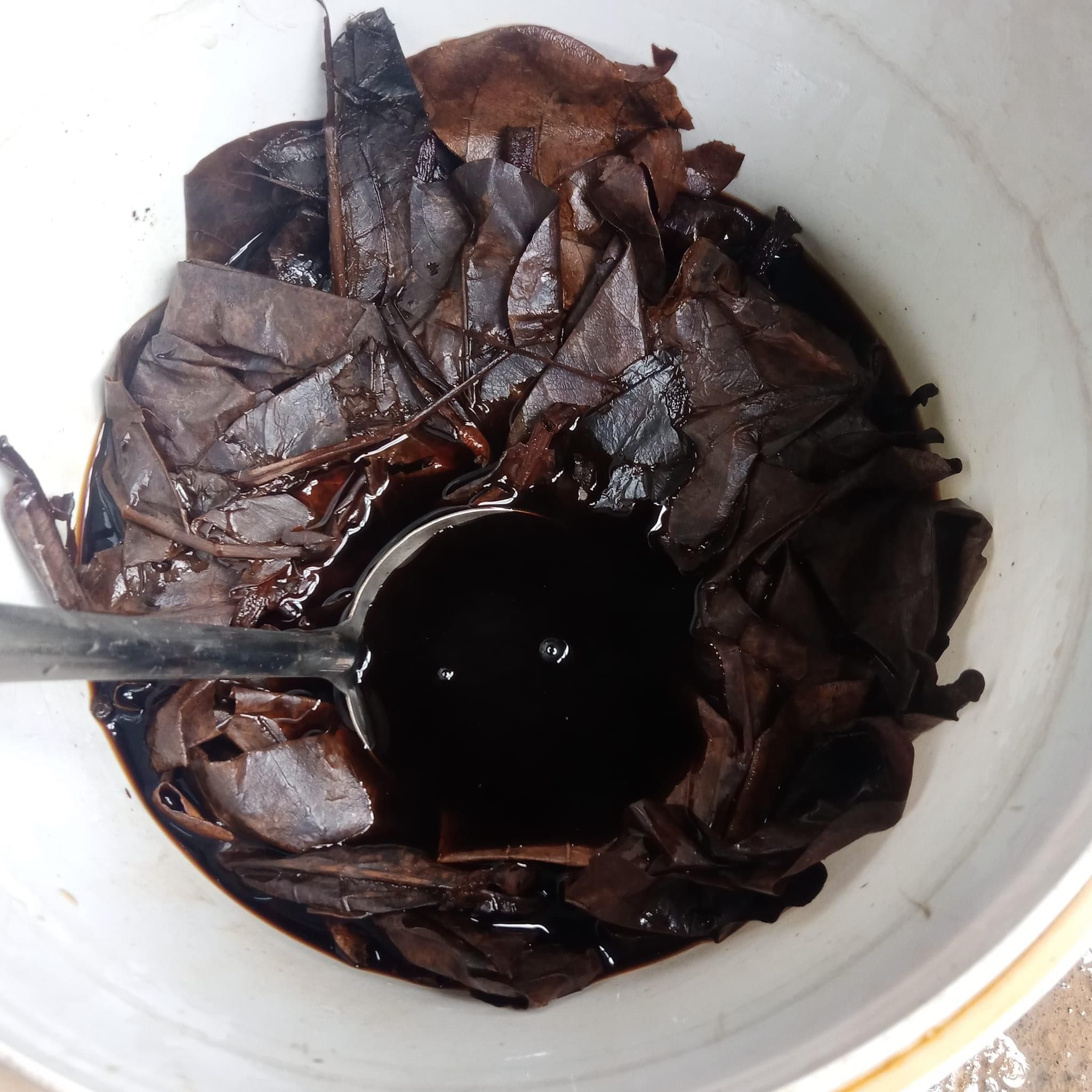 Indian almond leaves (Terminalia Catappa Indonesia)