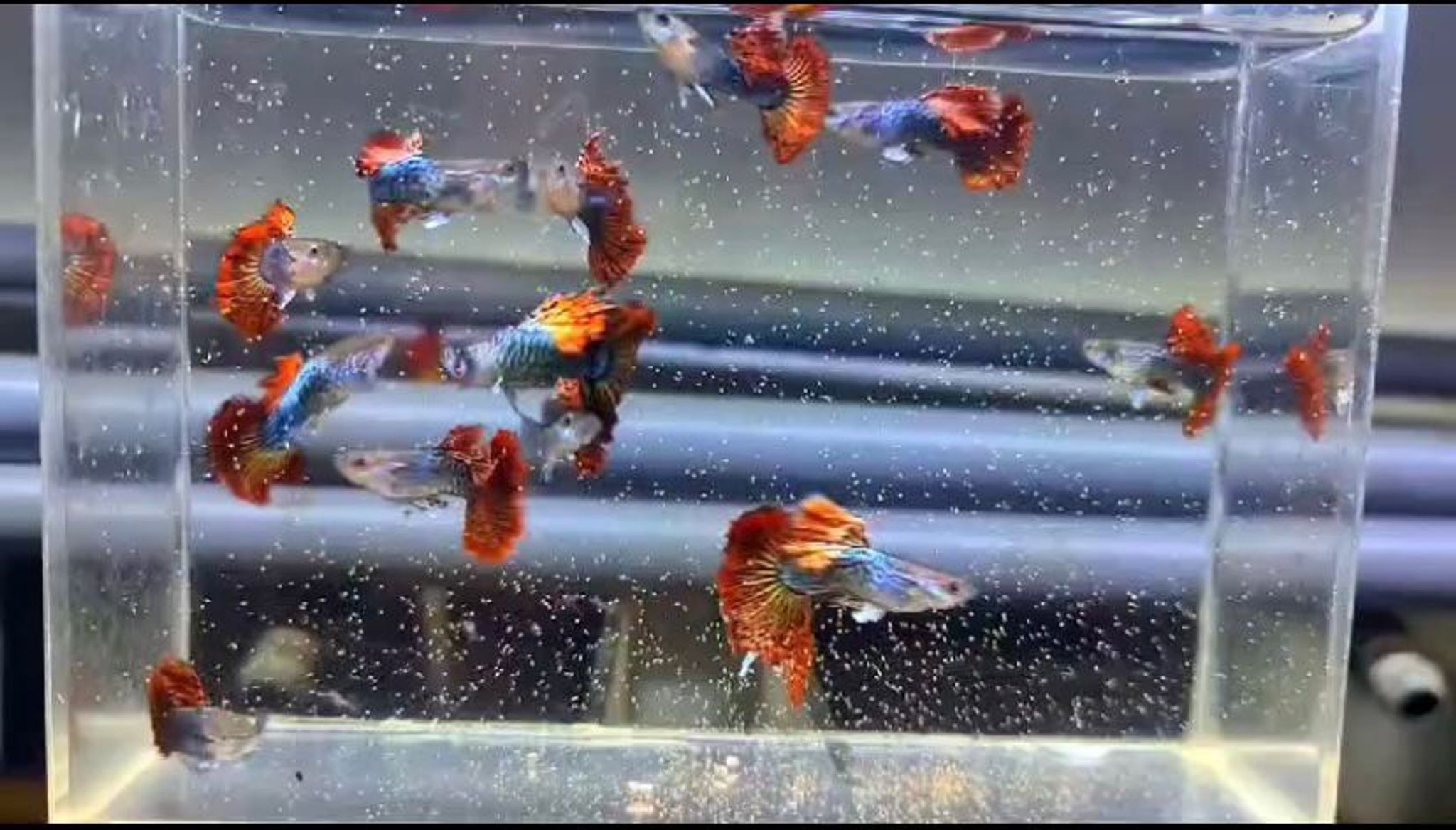 Red Dragon Guppy Pair