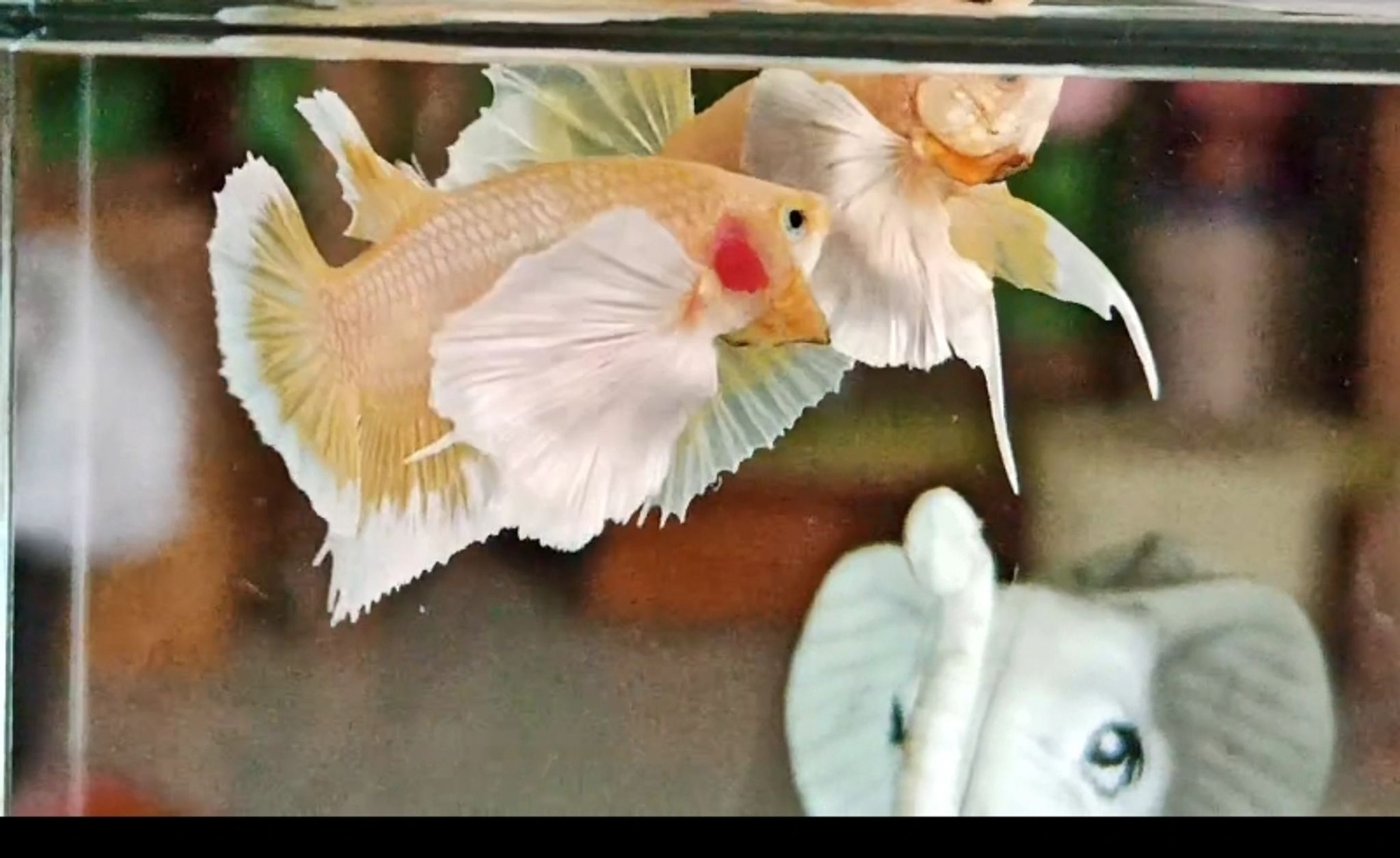 Plakat Dumbo Gold