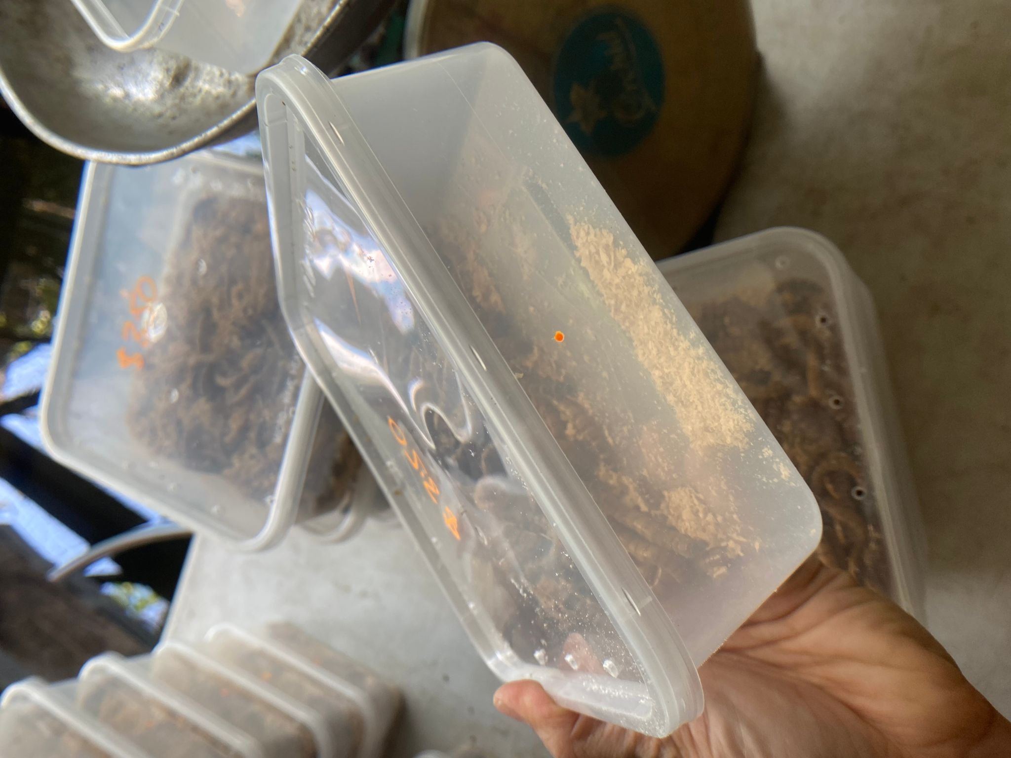 Super worms Superworm worms live feeders