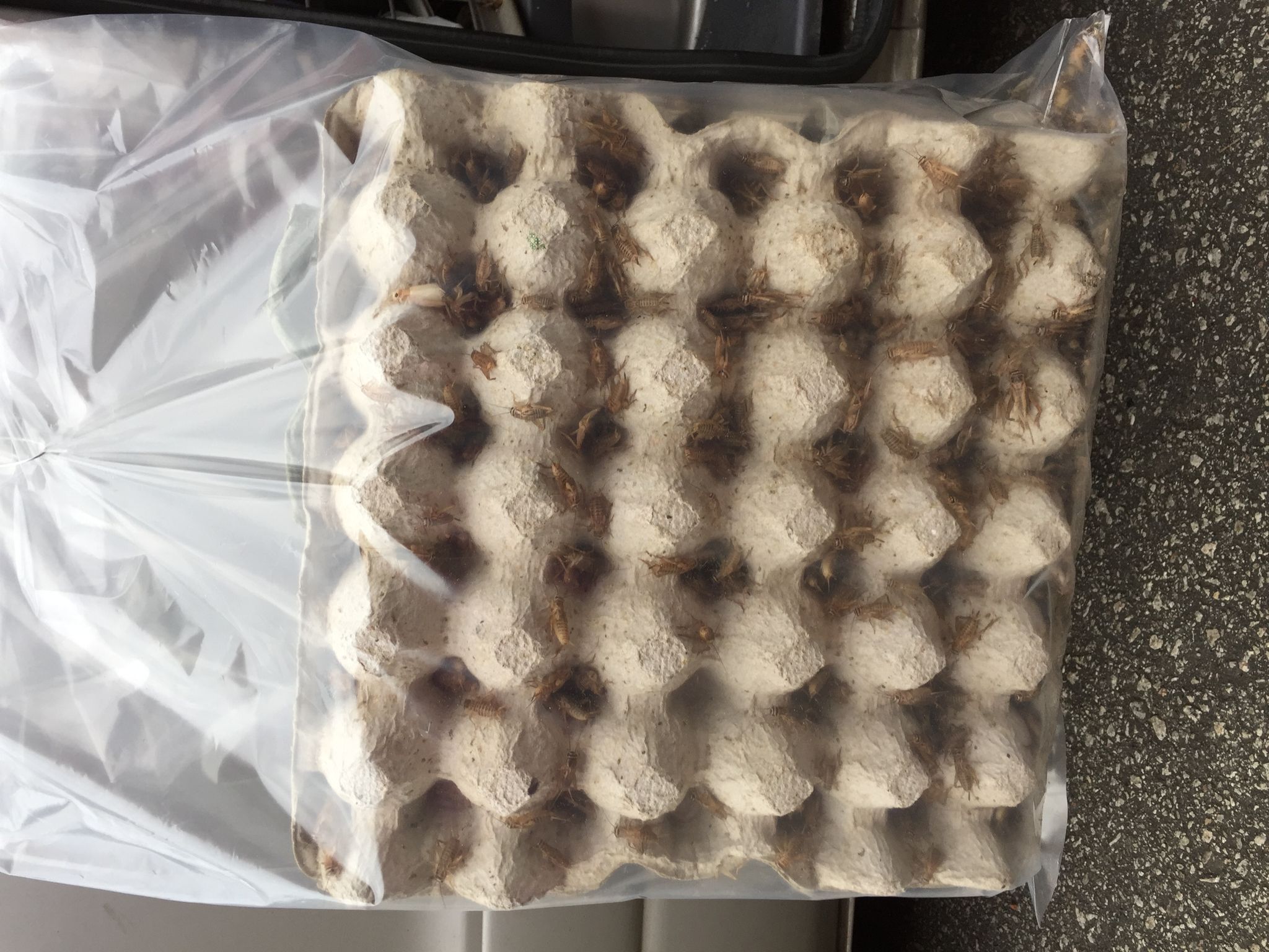 Crickets live feeders