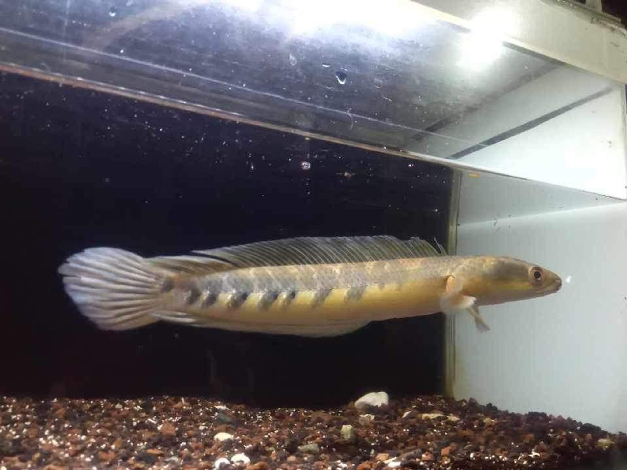 Channa Maru Yellow Sentarum