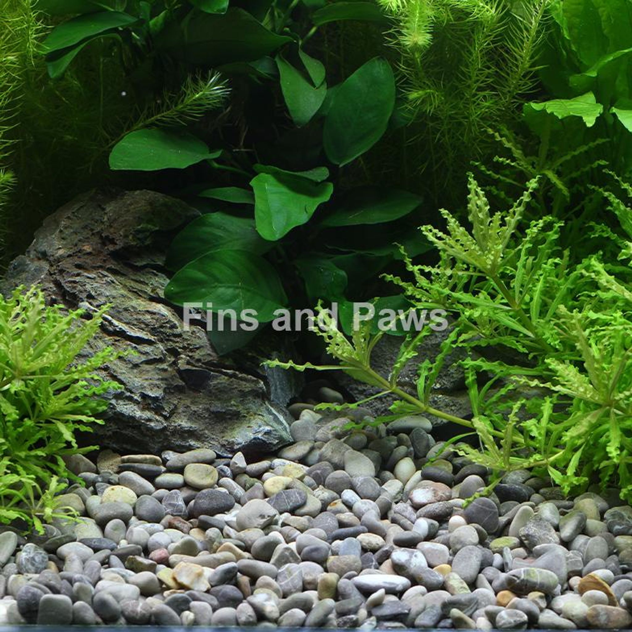 [Dennerle] Plantahunter Natural Gravel - River 5kg