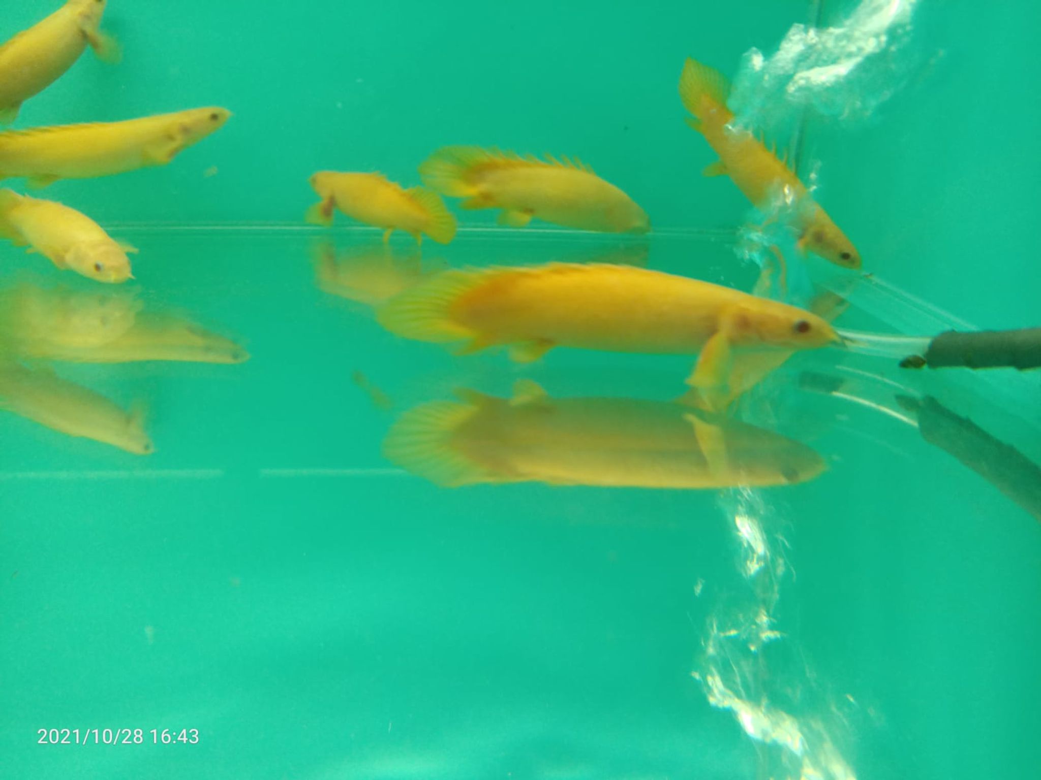 Polypterus Senegalus Albino Short Body ( SF-2630 )