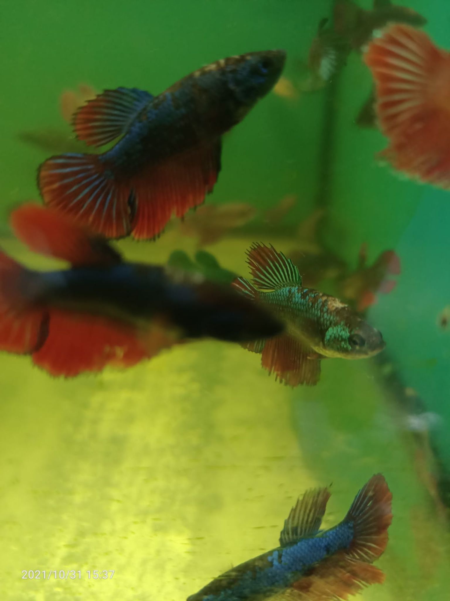 Assorted Female Betta ( BT-0203 )