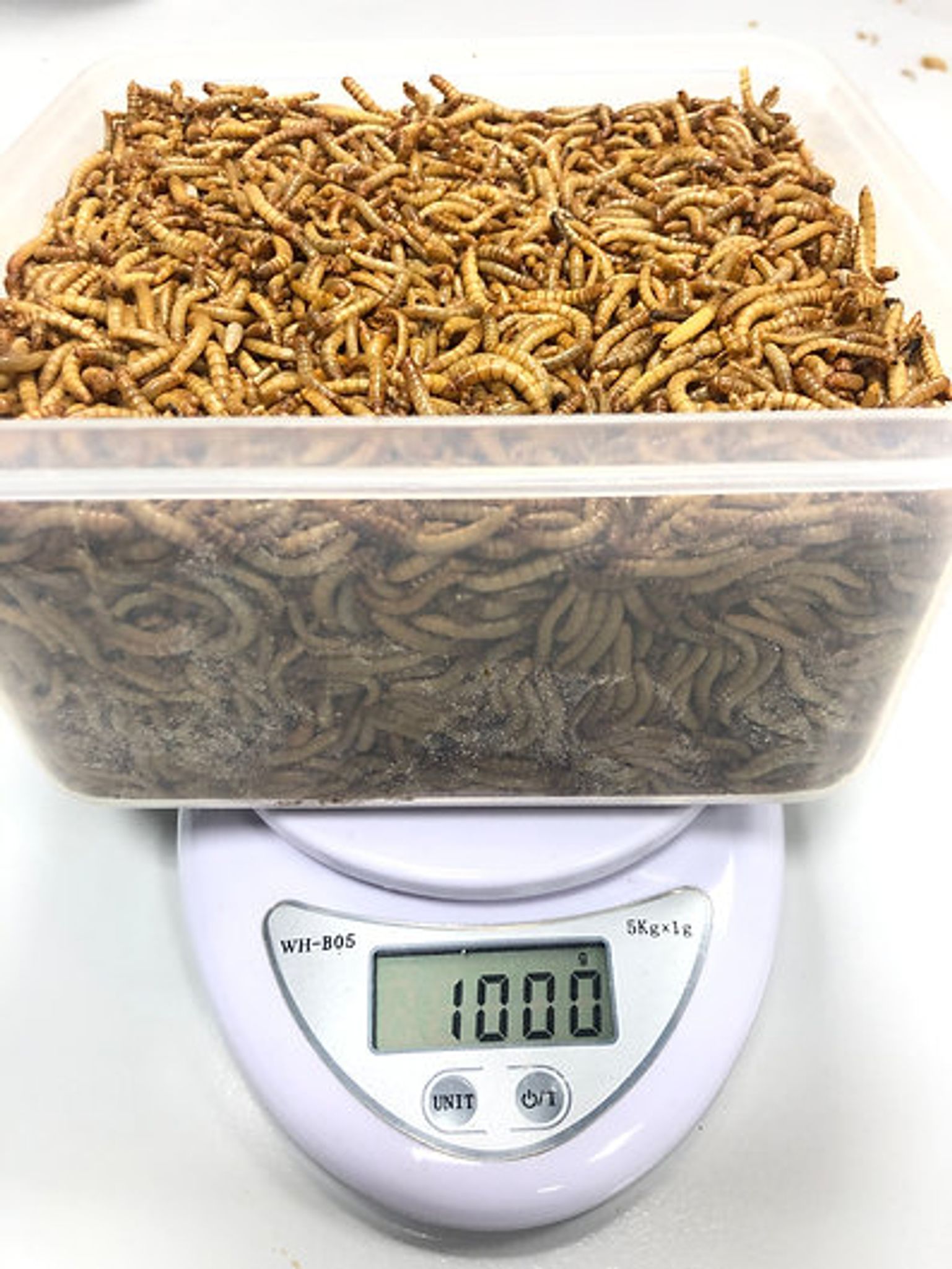 Calcium+ Mealworms