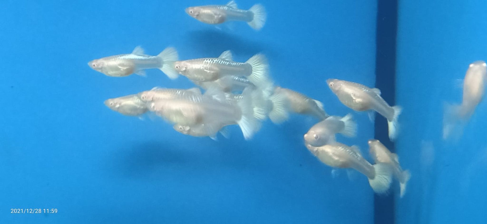 Albino Platinum Guppy