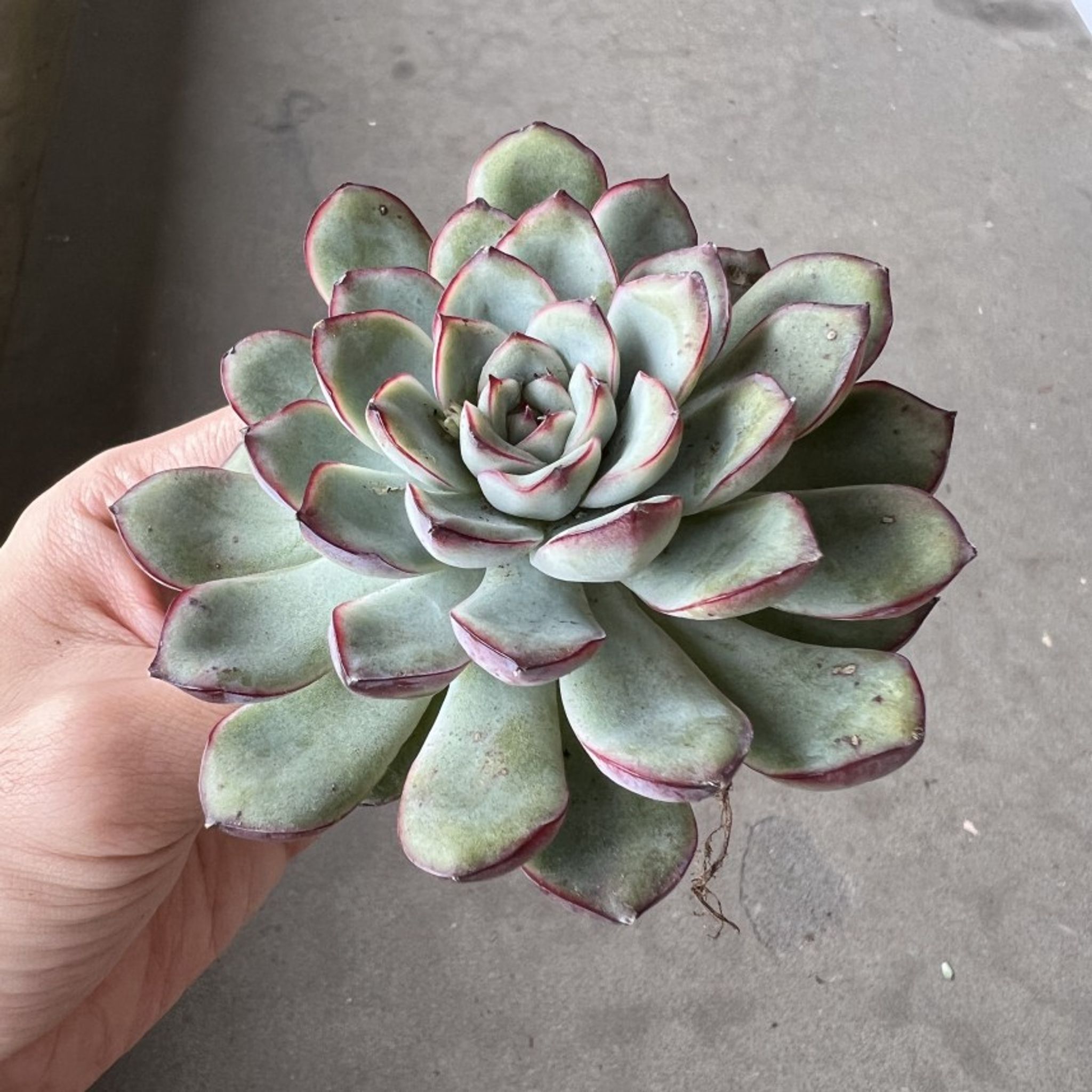 Assorted Bareroot Succulents