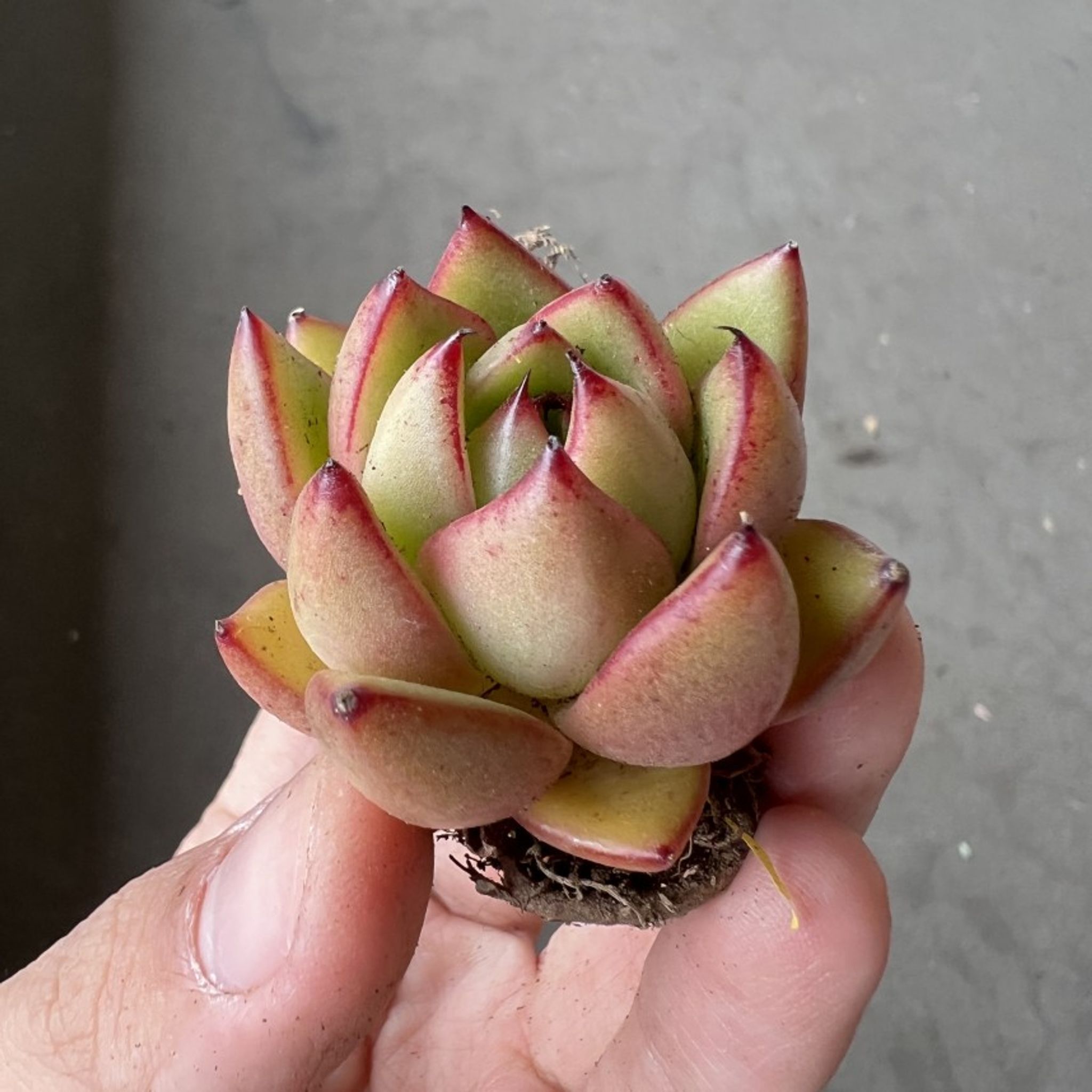 Assorted Succulents (3 random pieces)