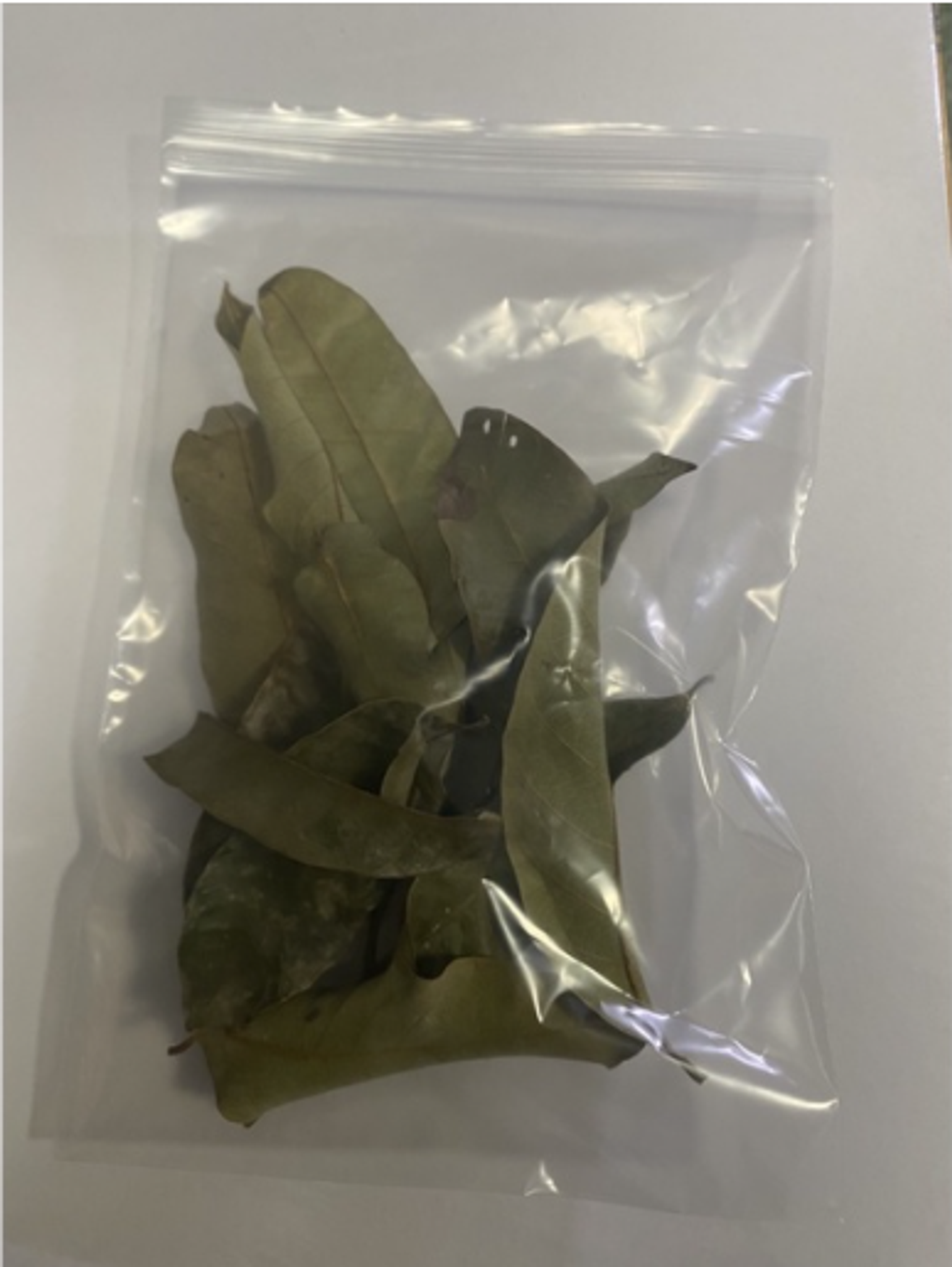 natural longan leaf for terrapin turtle tank