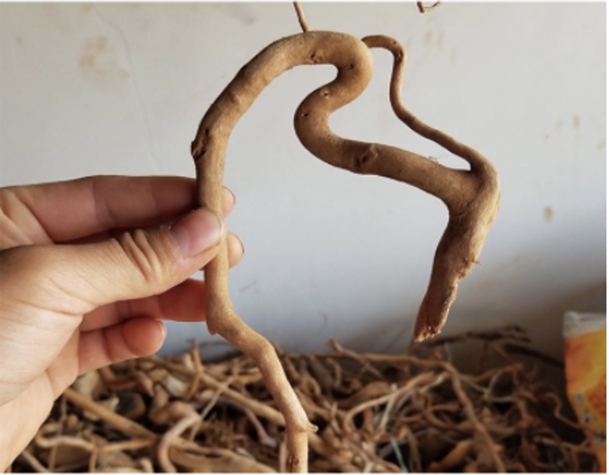 Natural drift wood for aquarium terrarium DIY bottle scape