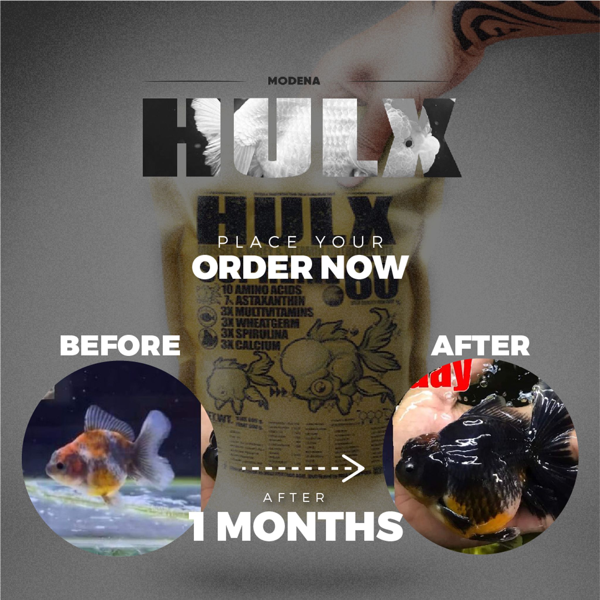 HULX GOLD Goldfish Food For Muscle & Mass Gain, Mussel & Whey & Vitamin Nutrition Mix + Conceive Block, Supreme 60