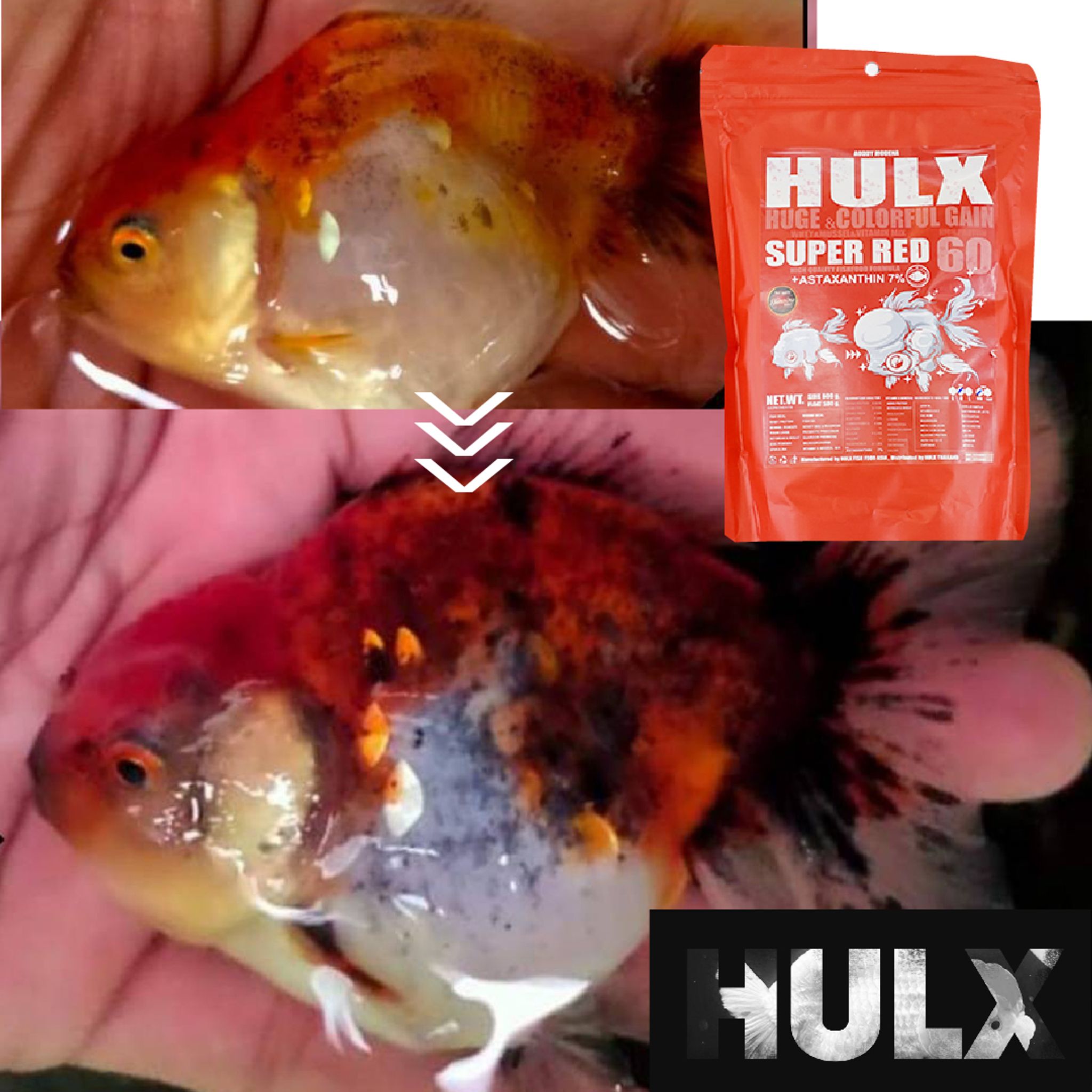 HULX RED Goldfish Food For Huge & Colorful Gain, Mussel & Whey & Vitamin Mix Super Red 60 + Astaxanthin 6%