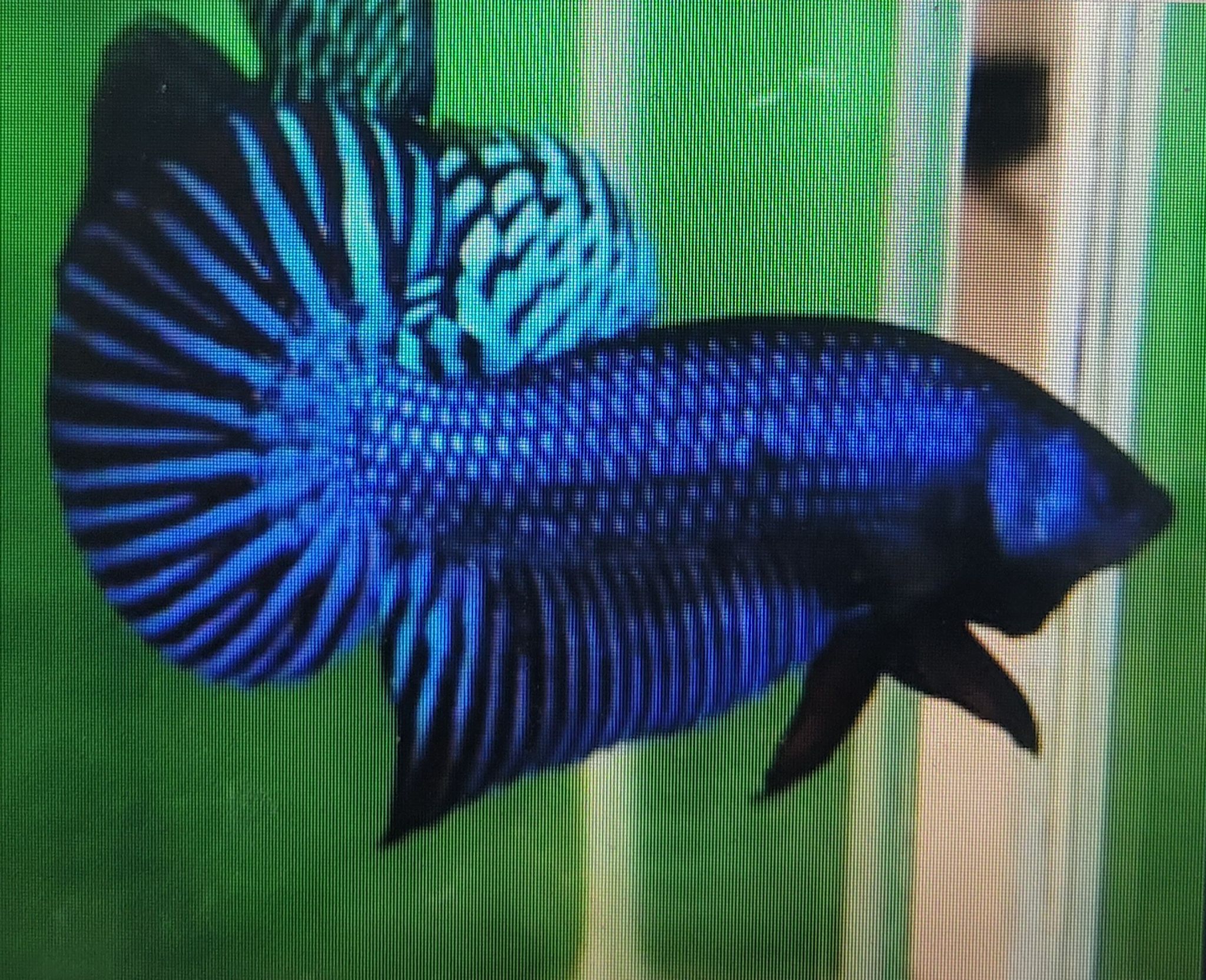 Betta Mahachaiensis
