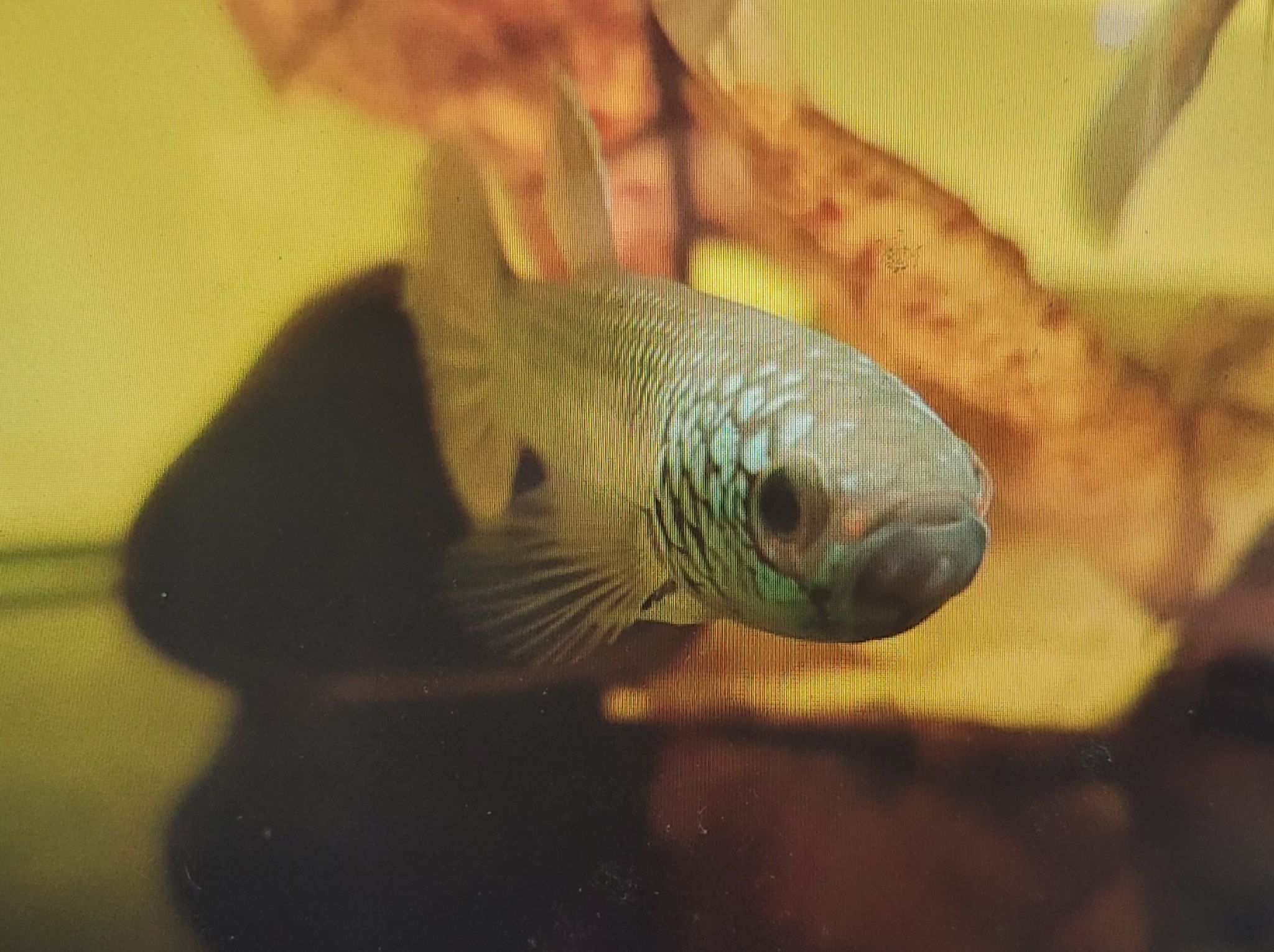 Betta sp. Antuta
