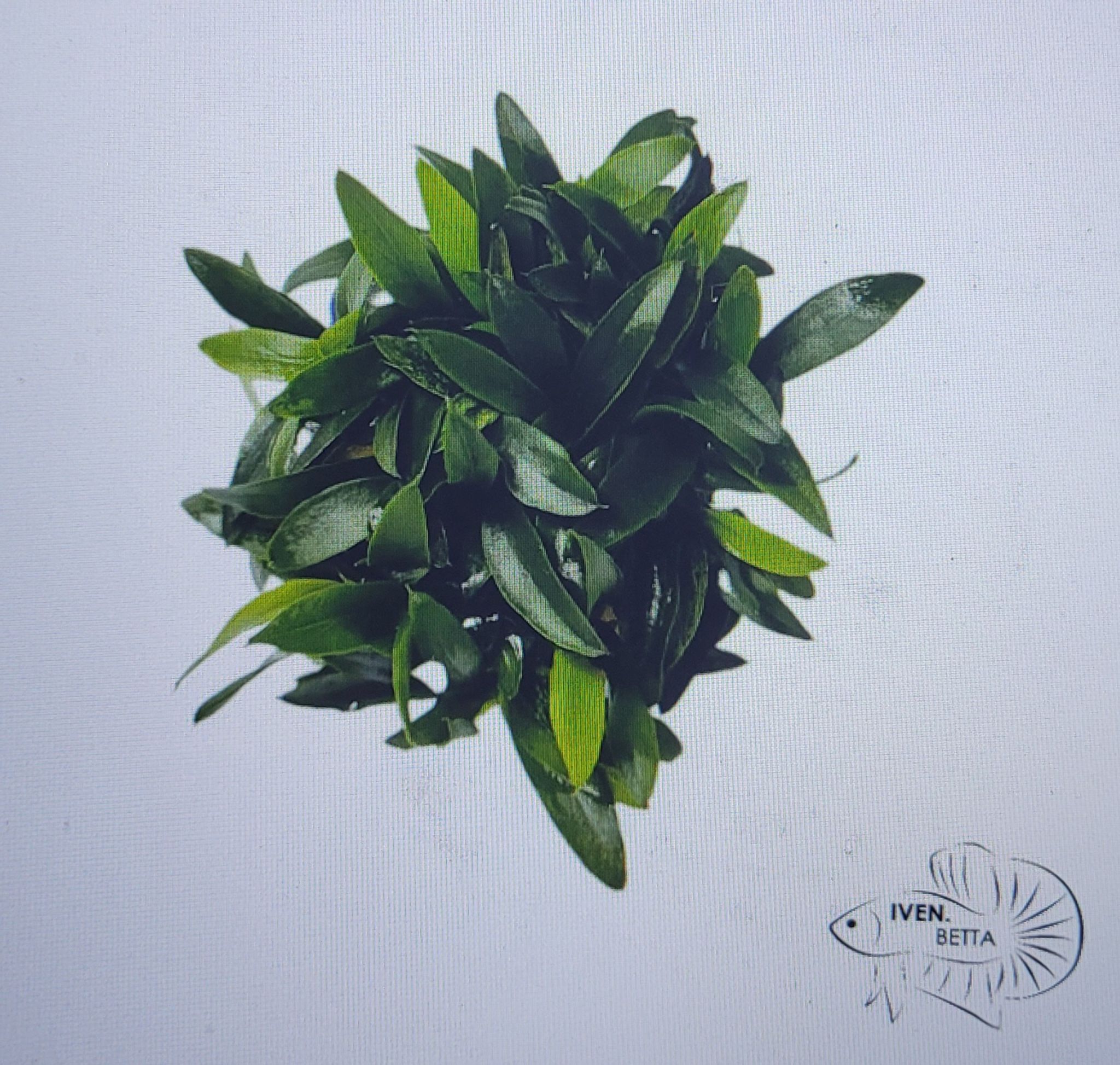 Anubias Barteri var. Glabra Variegated