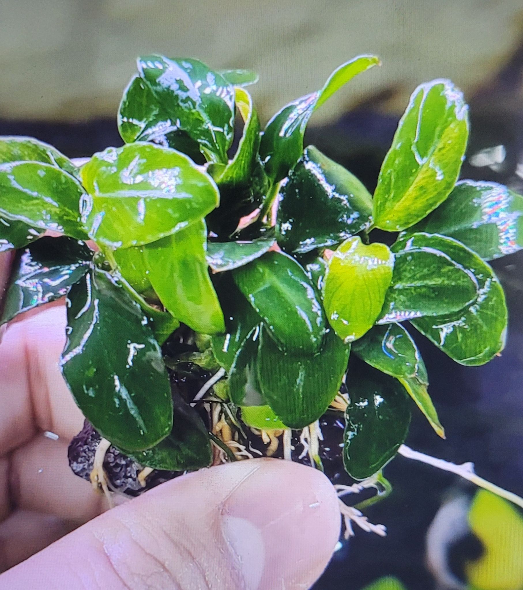 Anubias Barteri var. Petite Nana