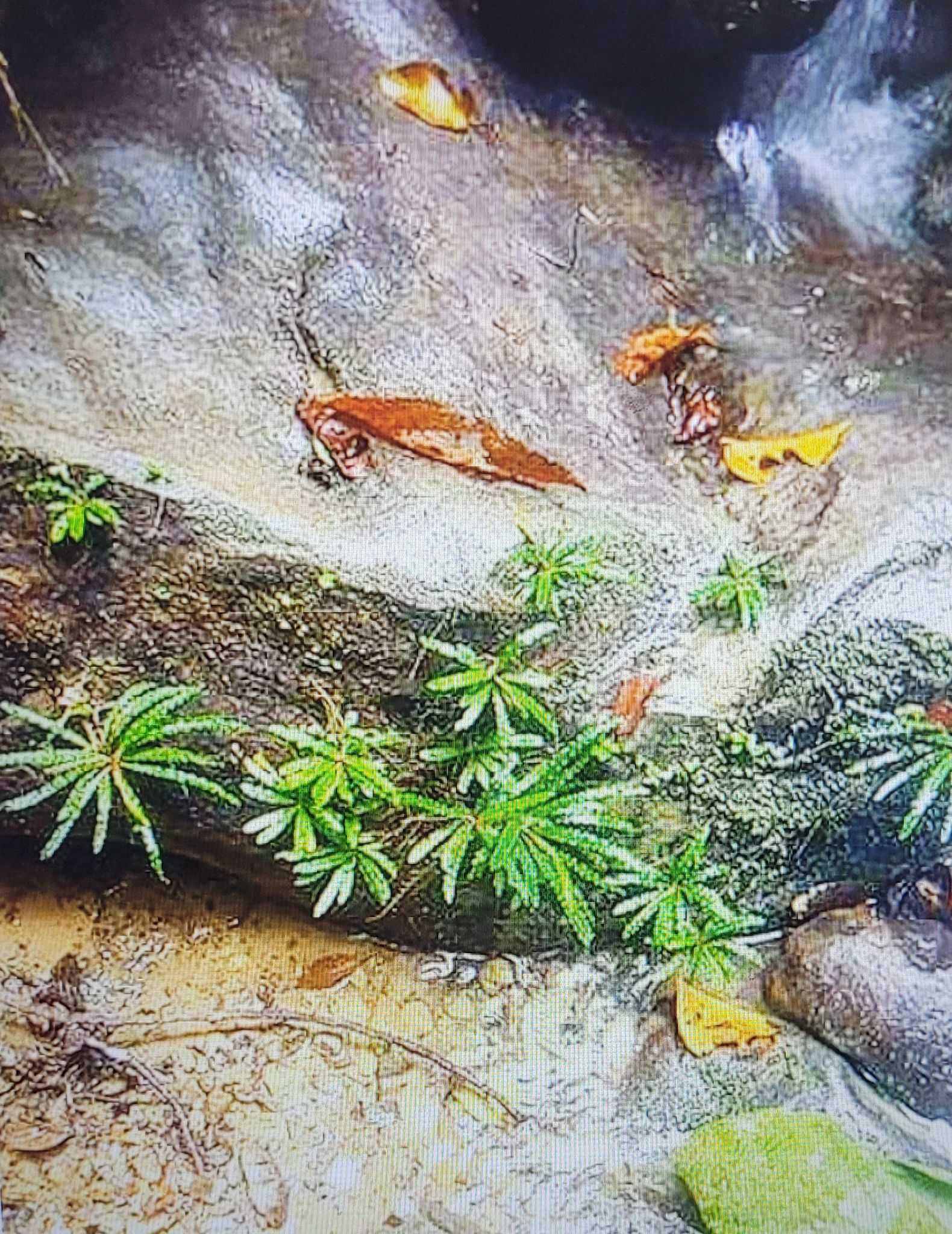 Fenestratarum Mulyadii