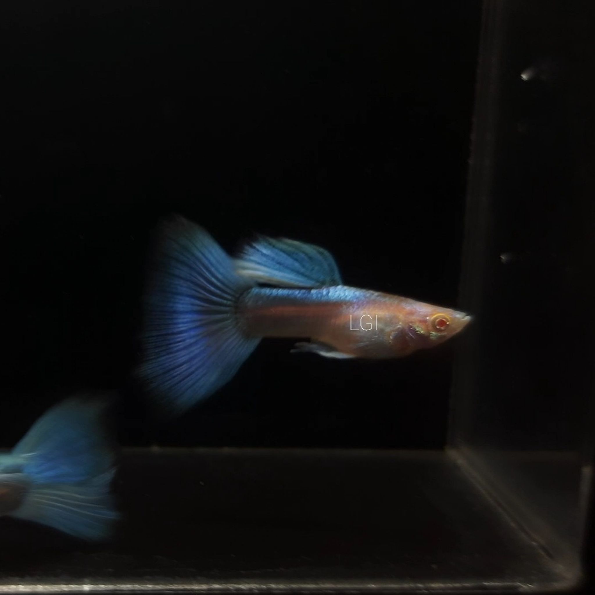 Guppy Sky Blue
