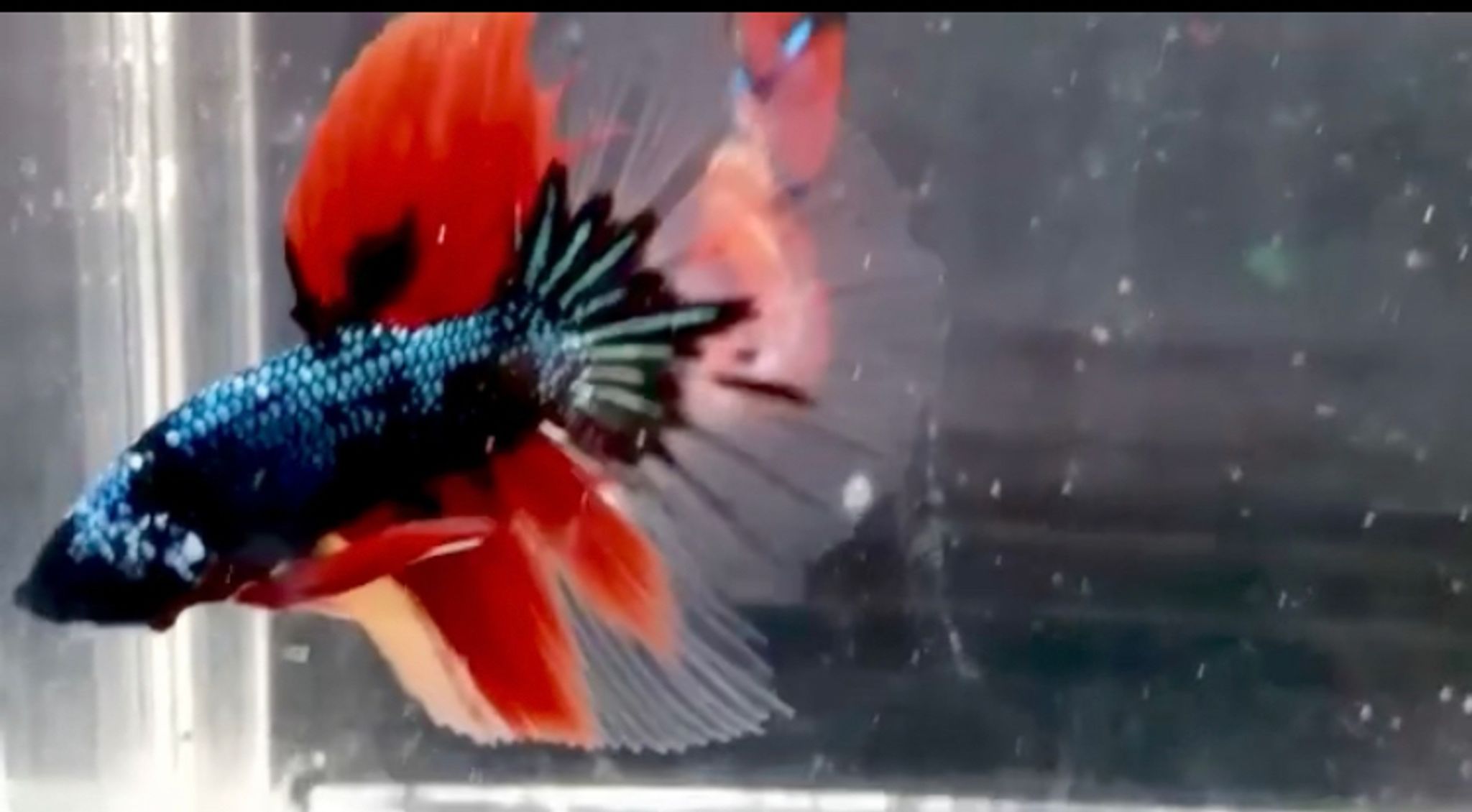 Halfmoon black Nemo Cooper