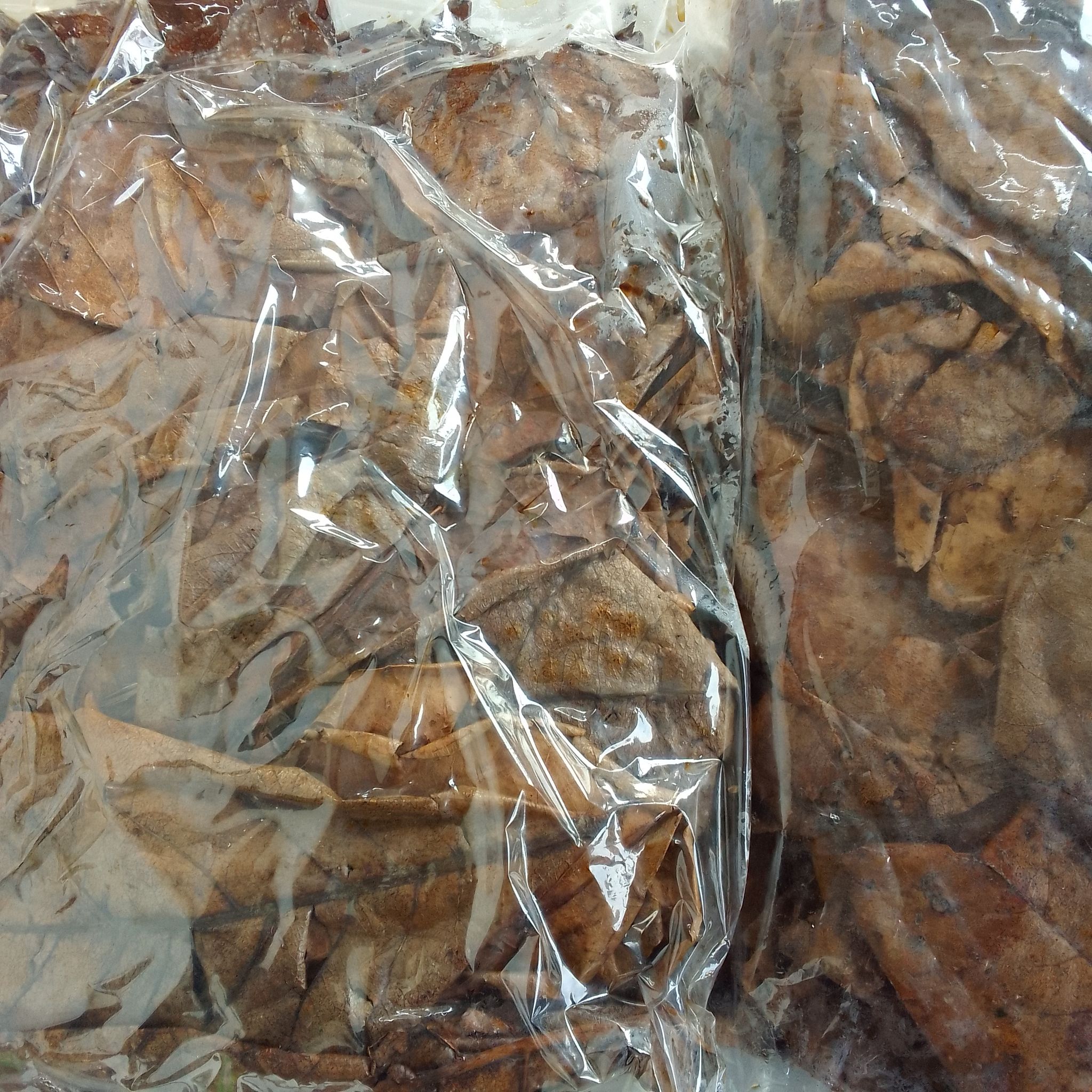 Ketapang Leaves