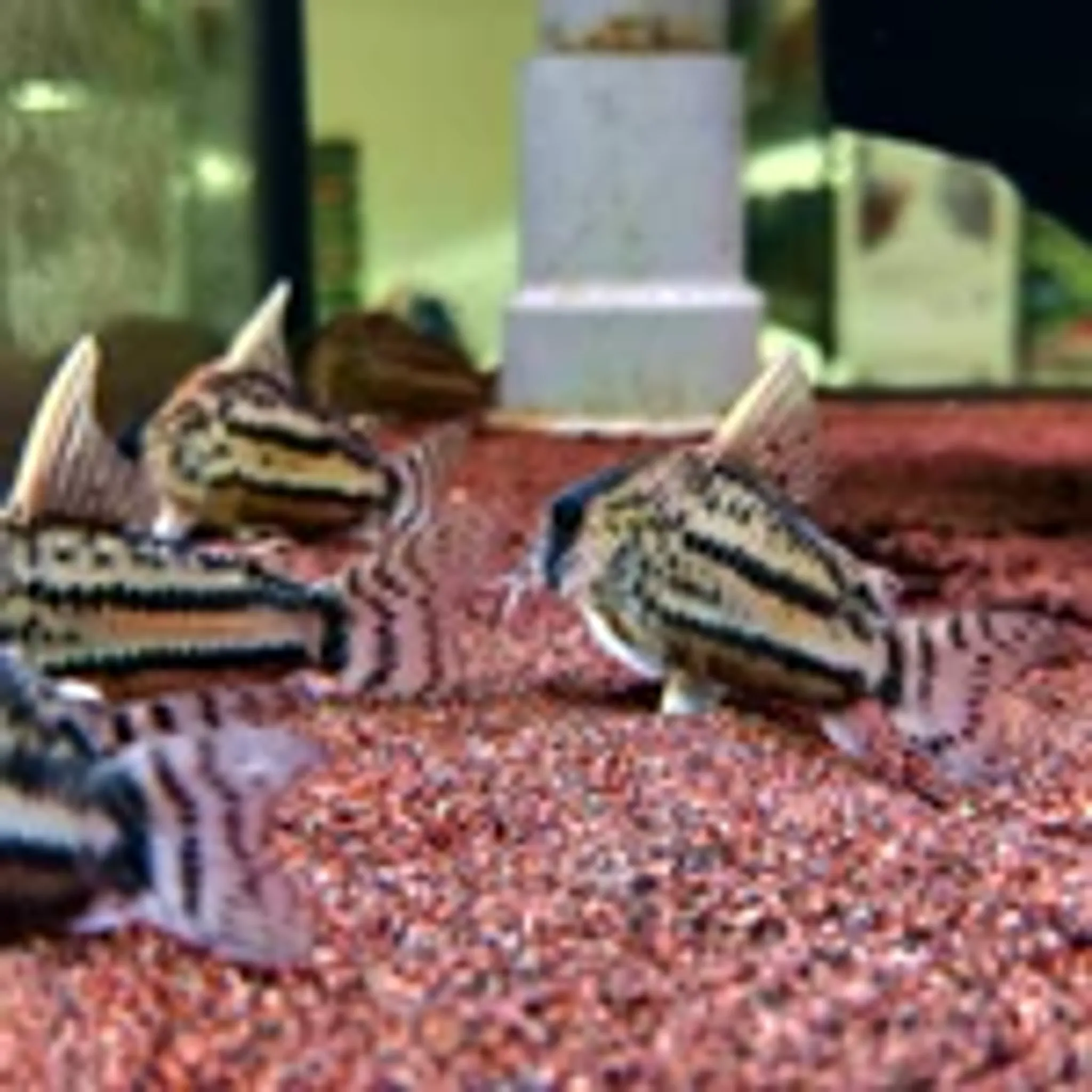 Corydoras Schwartzi sp. CW028