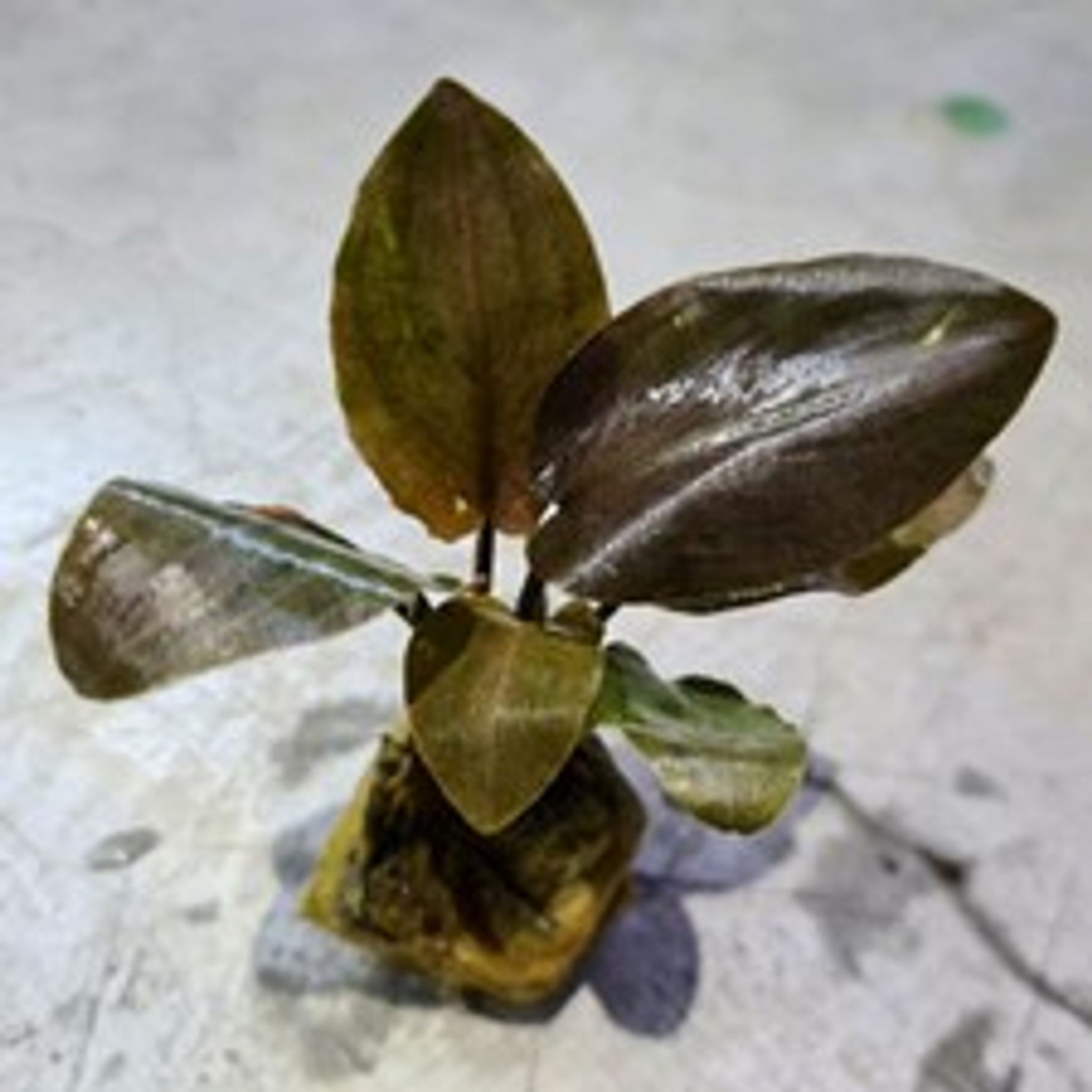 Lagenandra Meeboldii 'Red'