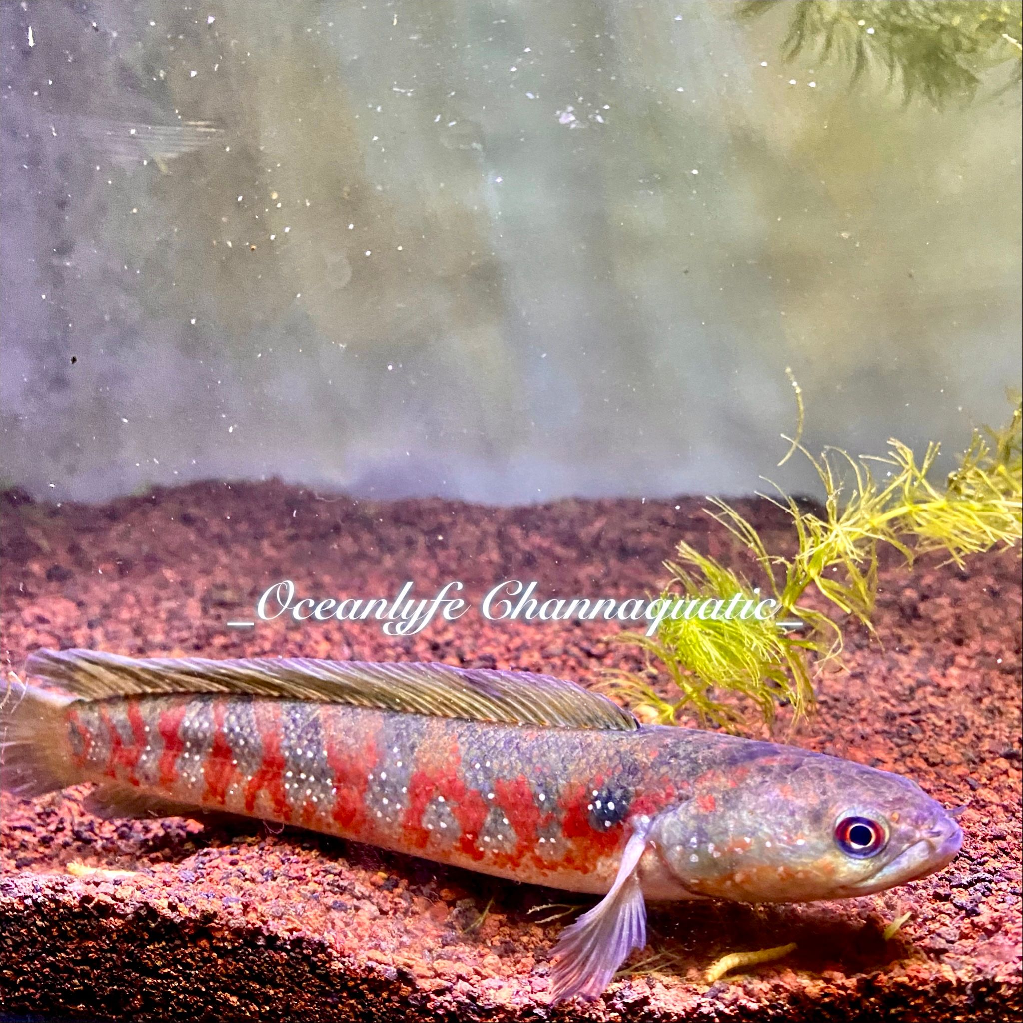 Channa Asiatica Red stripe