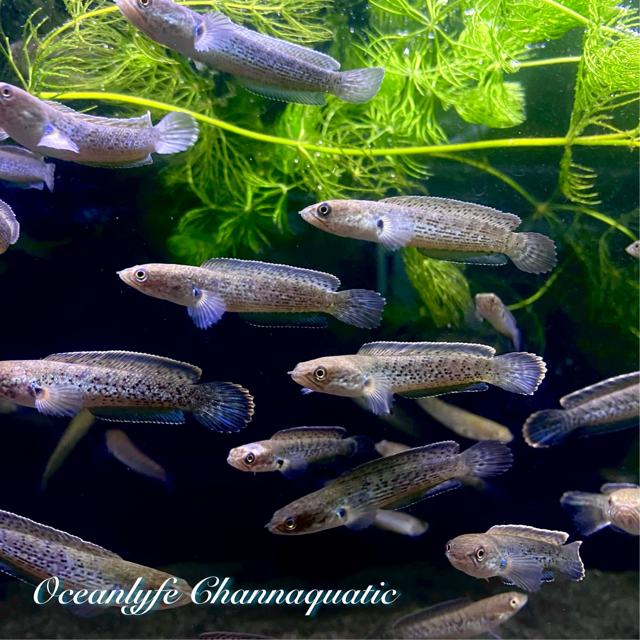 Channa Stewartii