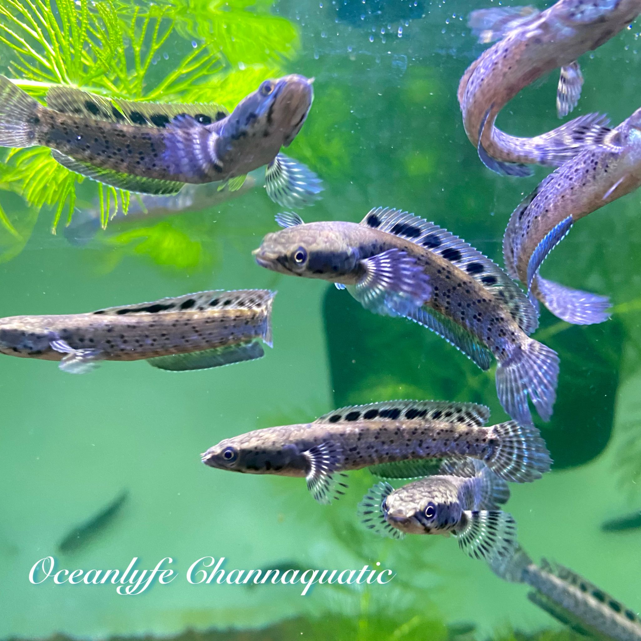 Channa Ornatipinnis Yellow Lips