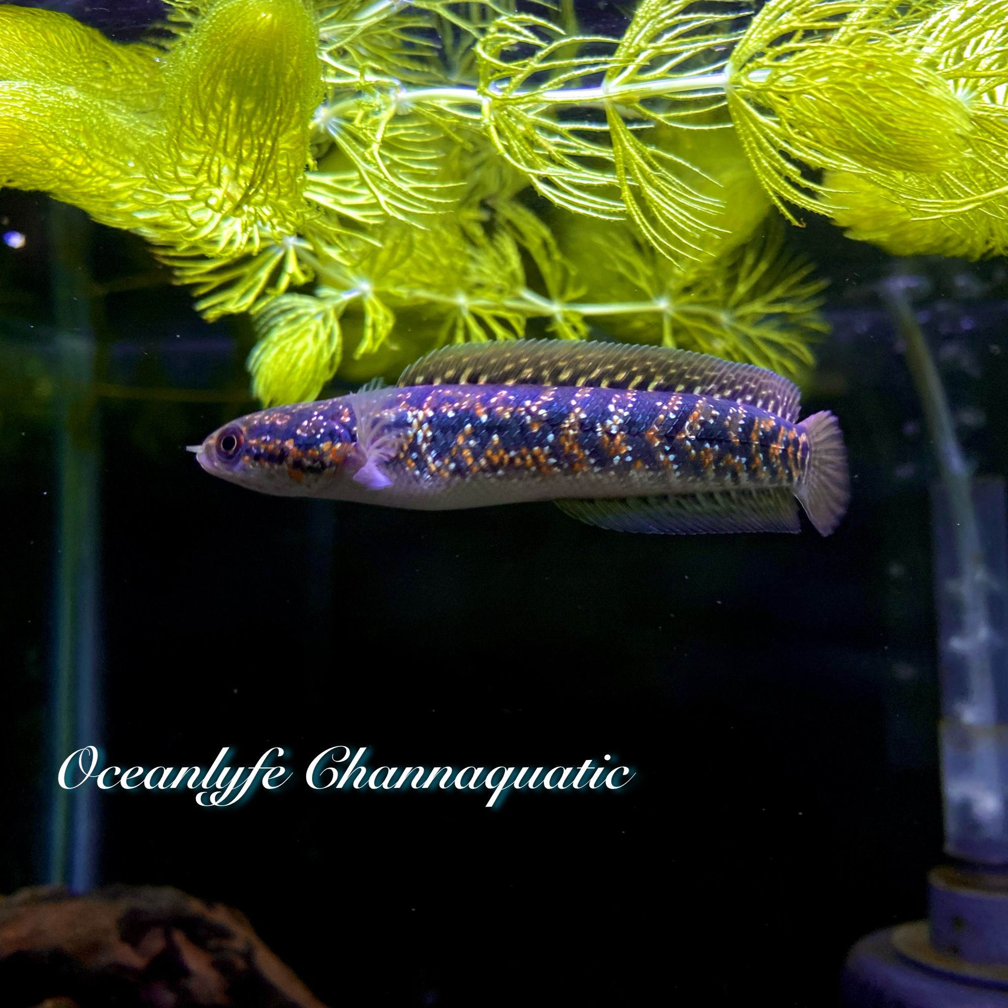 CHANNA ASIATICA RED SPOTTED SUPERFORM / KALIMAYA