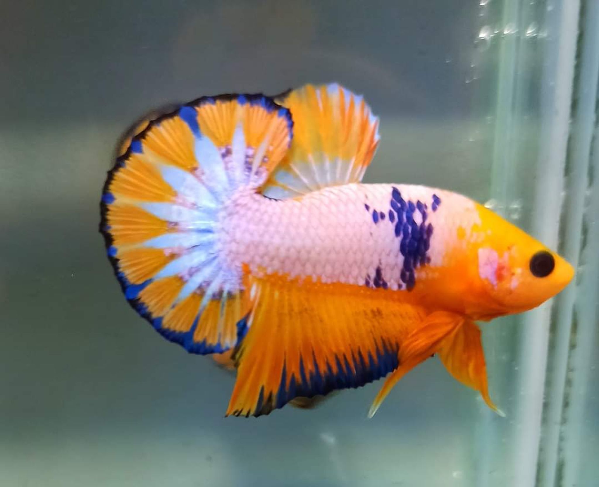 Betta Yellow Fancy
