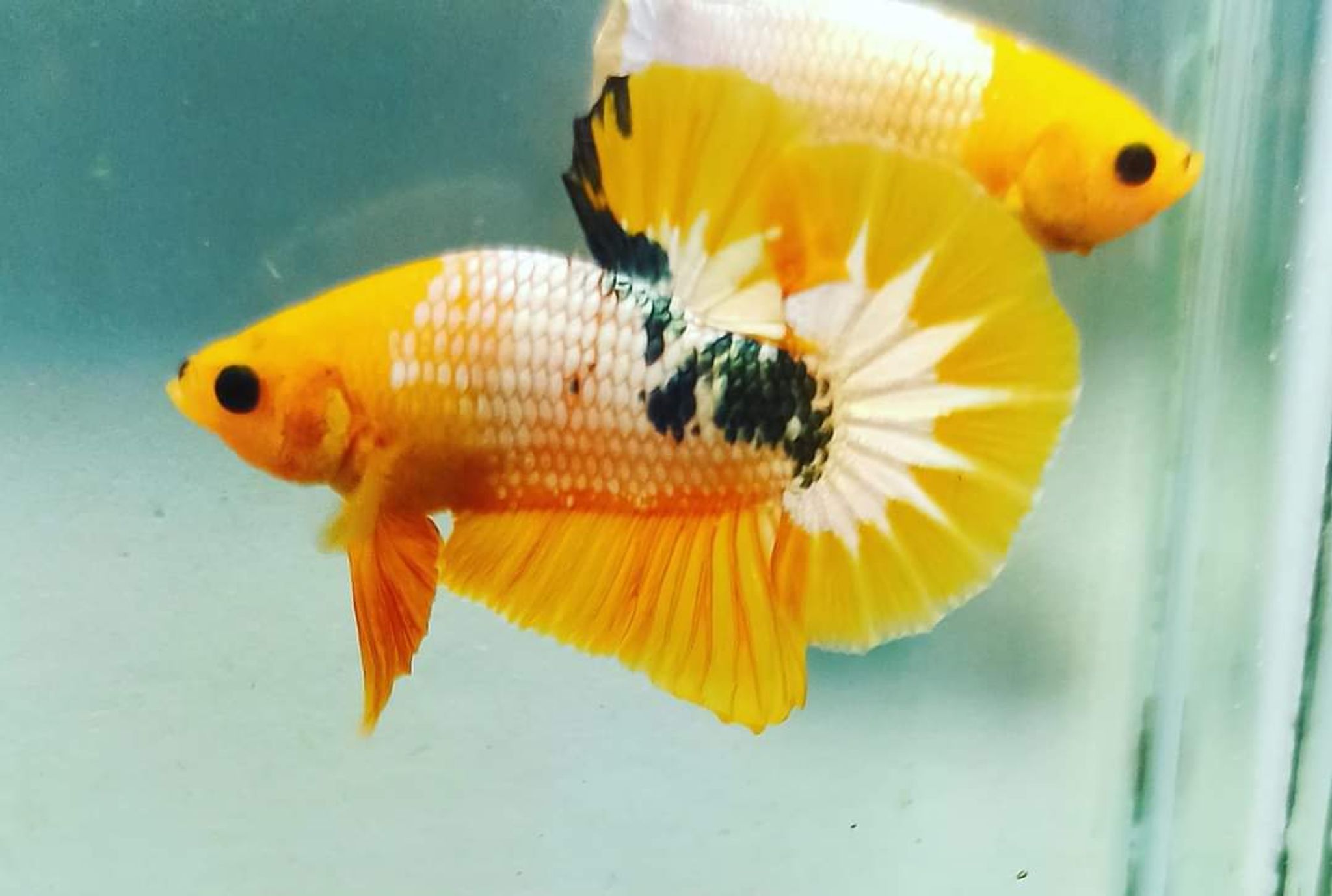Betta Yellow Fancy Copper
