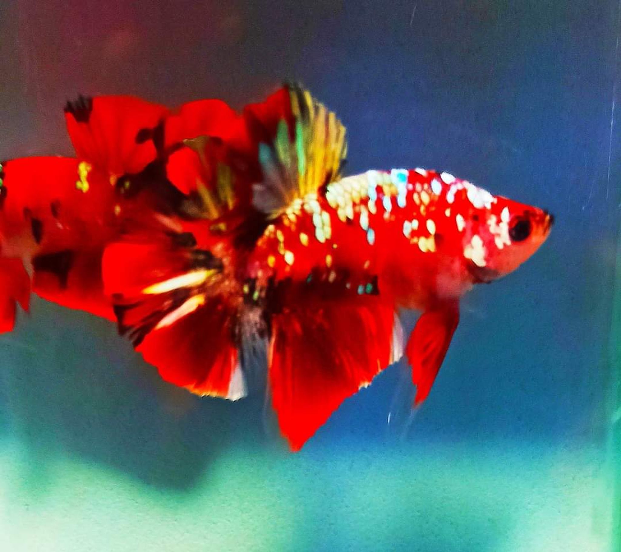 Betta Red Koi Copper