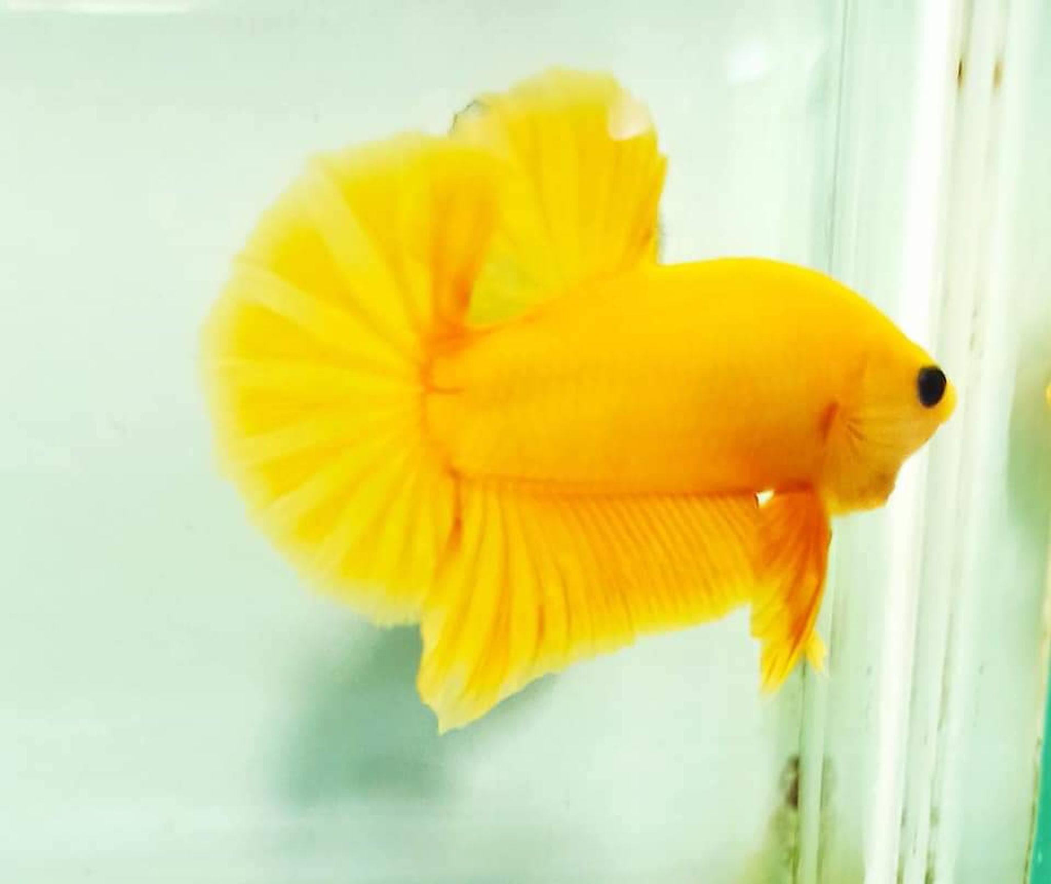 Betta Fancy Yellow Solid