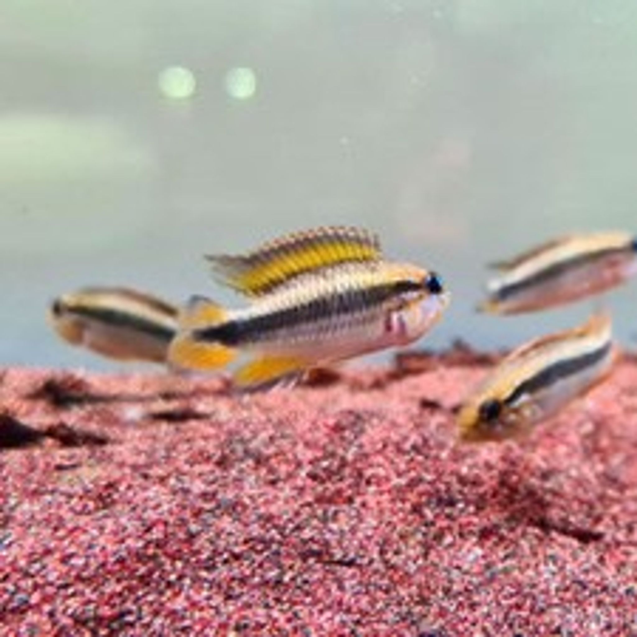 Apistogramma Agassizii