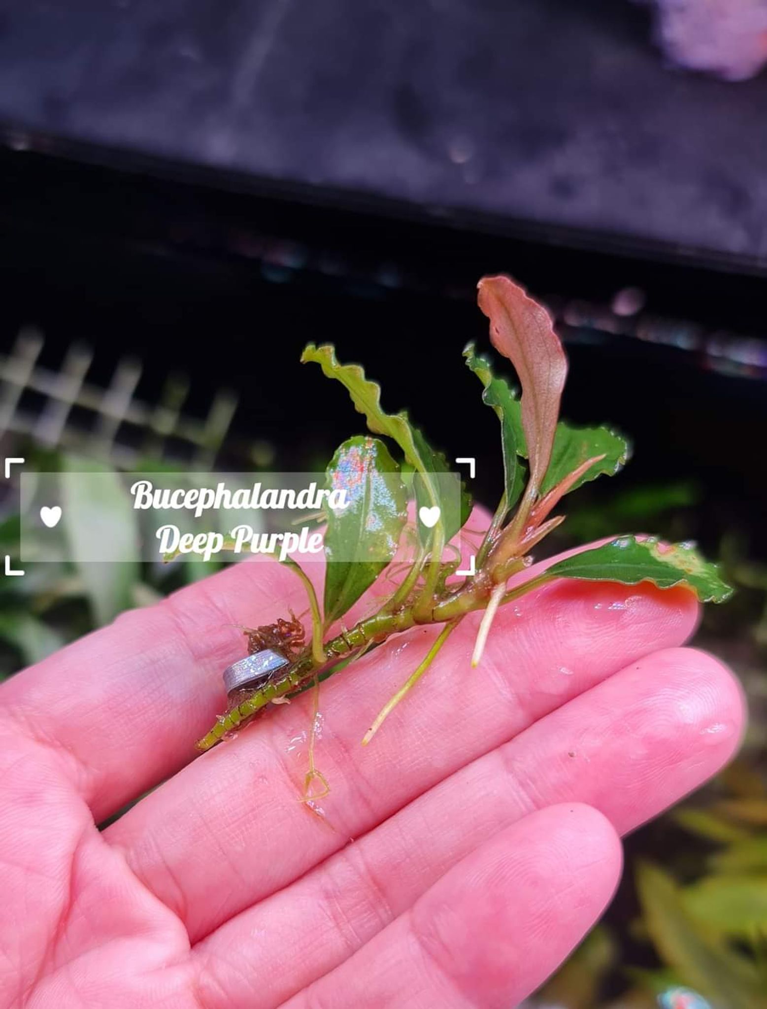 Bucephalandra sp