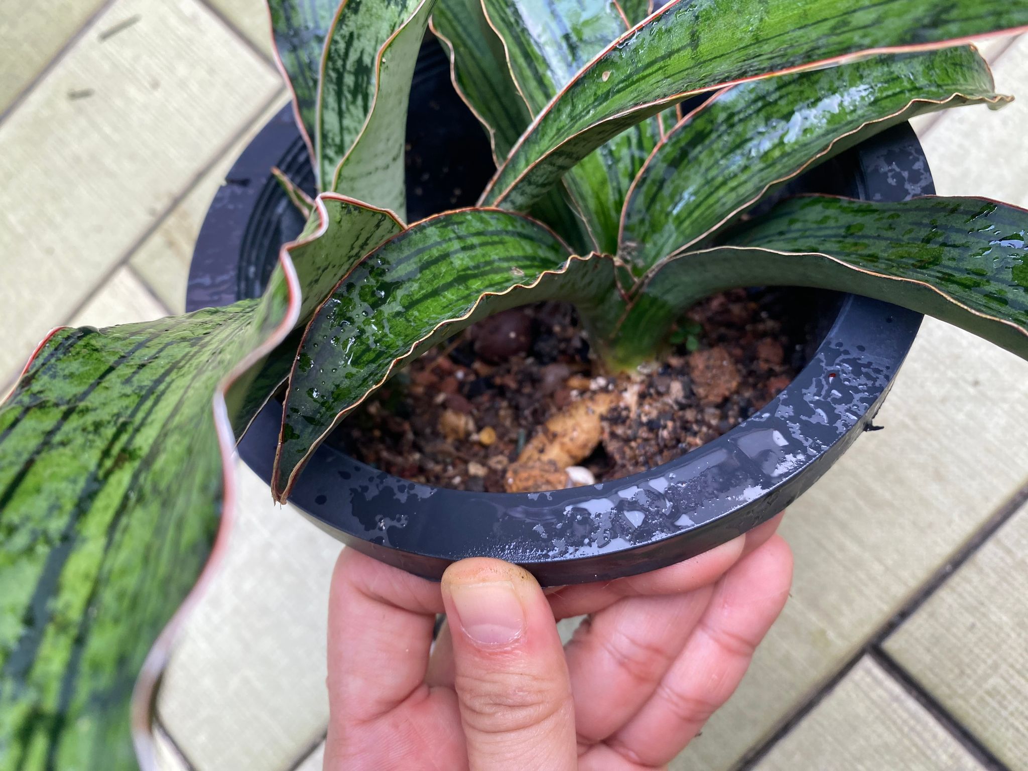 Sansevieria cleopatra (actual plant)