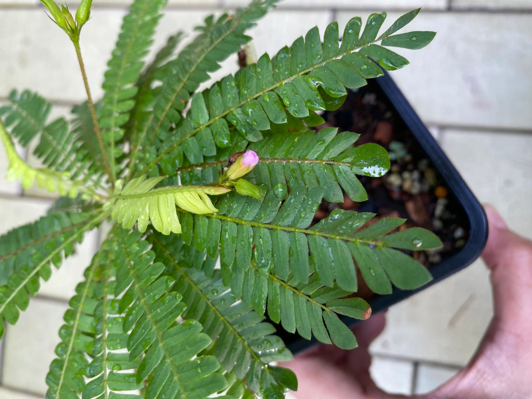 Little tree plant Biophytum sensitivum terrarium