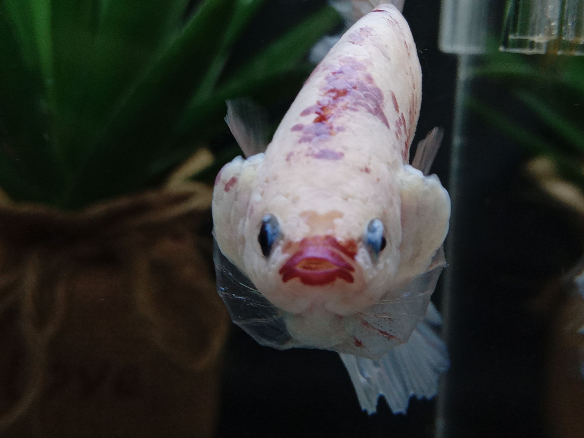 Giant Halfmoon Snow White Candy Purple Lips Monster Betta Fish BO5,2cm TL8cm