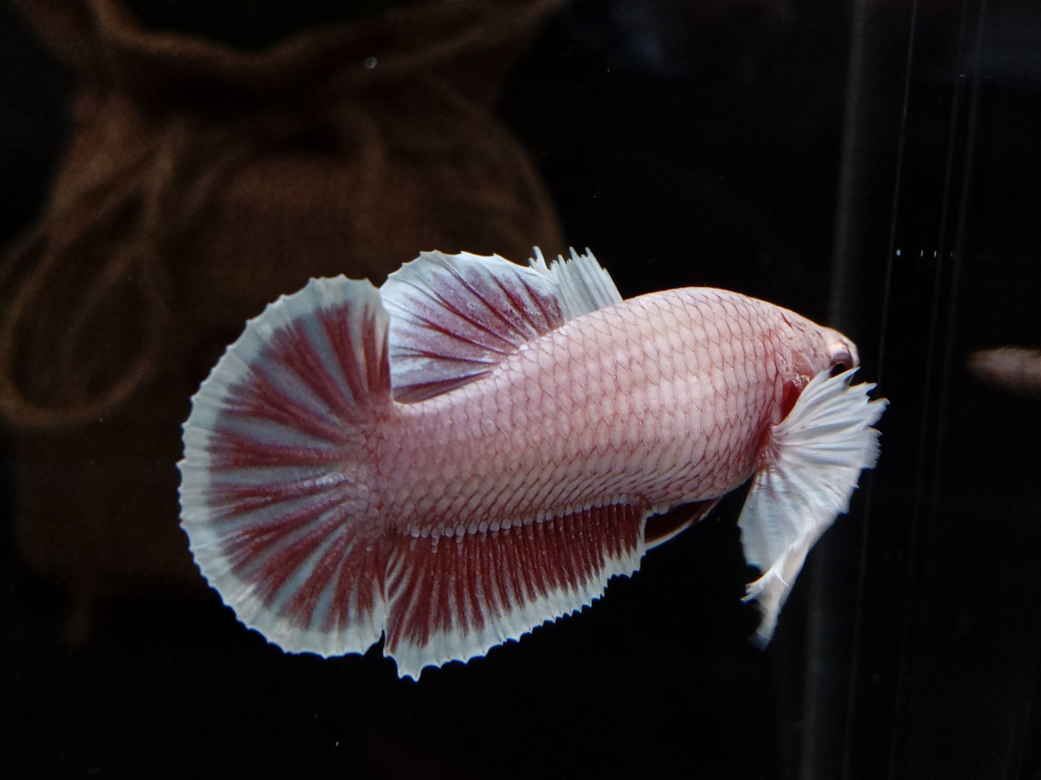 Female Dumbo Elephant Ear Betta Fish Full Egg