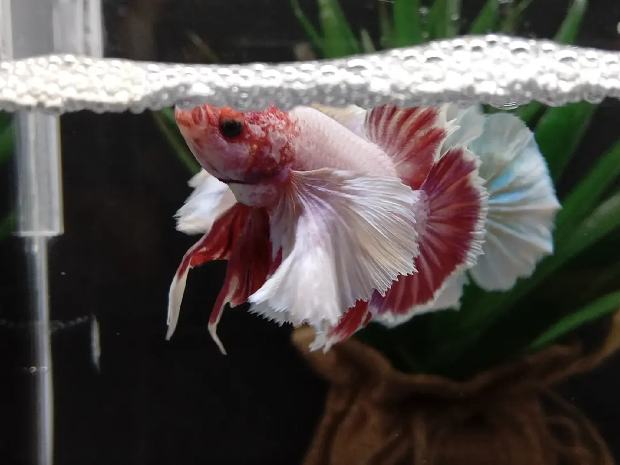 Dumbo Ear Betta Elephant Ear Lavender Pink Big Pectoral