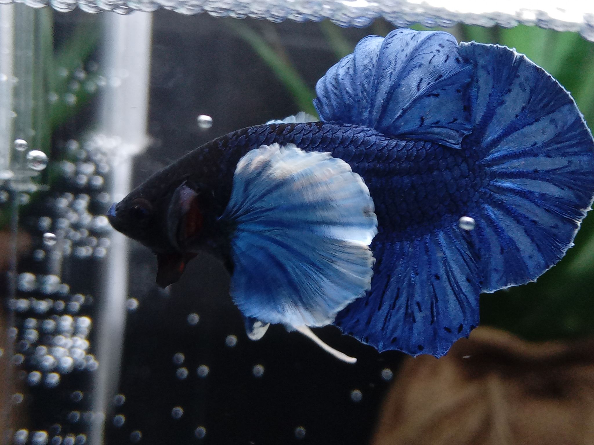 DUMBO ELEPHANT EAR BLUE BETTA FISH