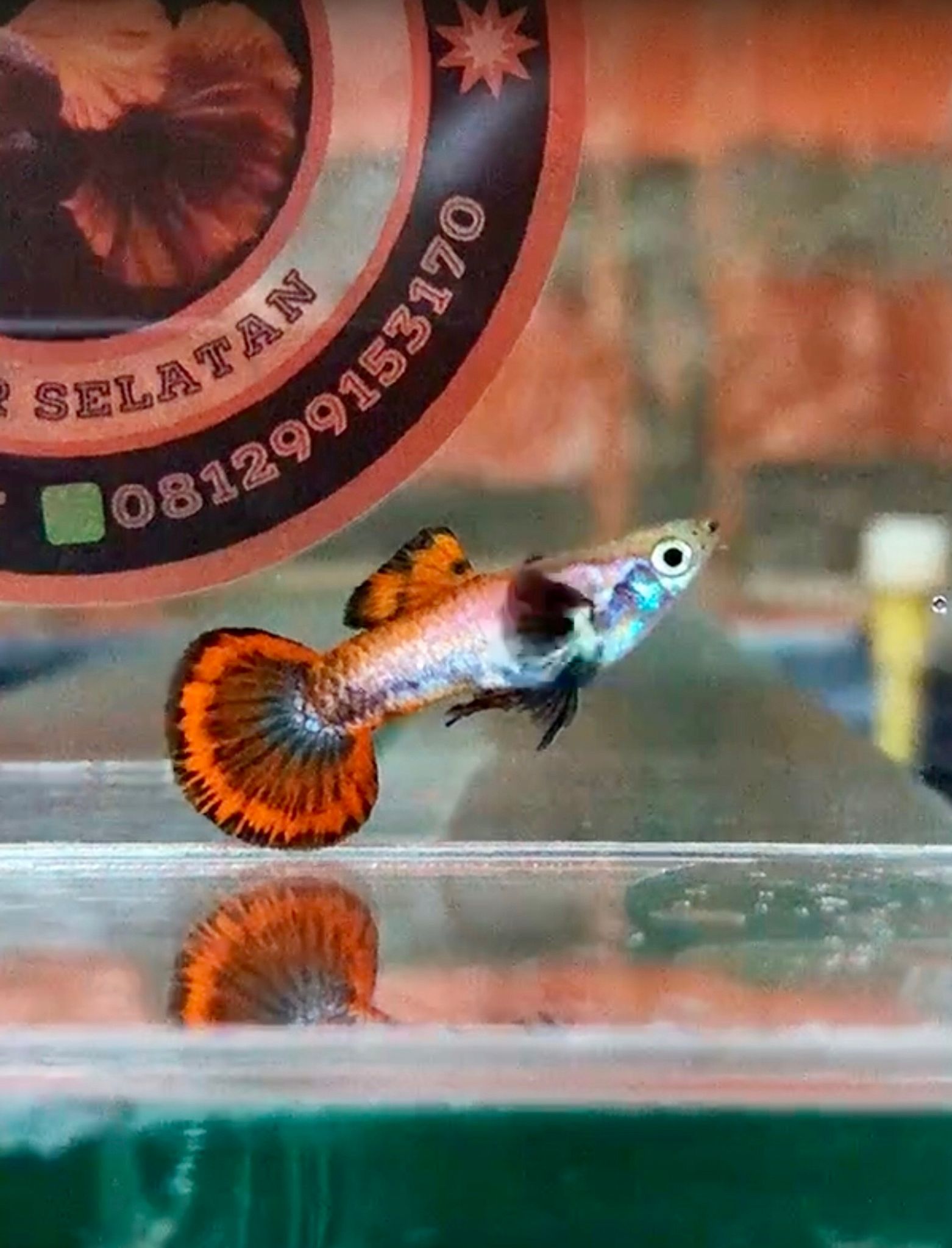 Magenta Round Tail rare strain