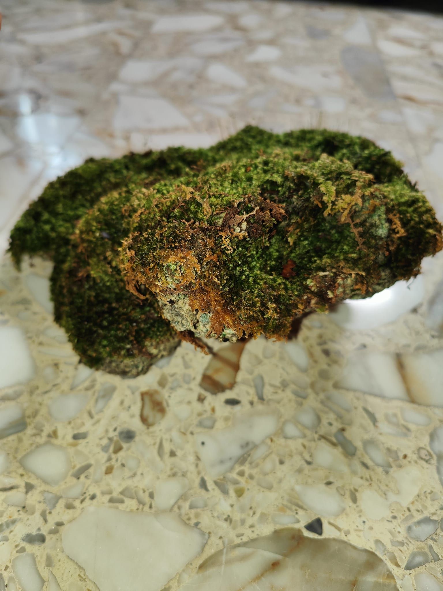 Moss live moss on coral stone terrarium