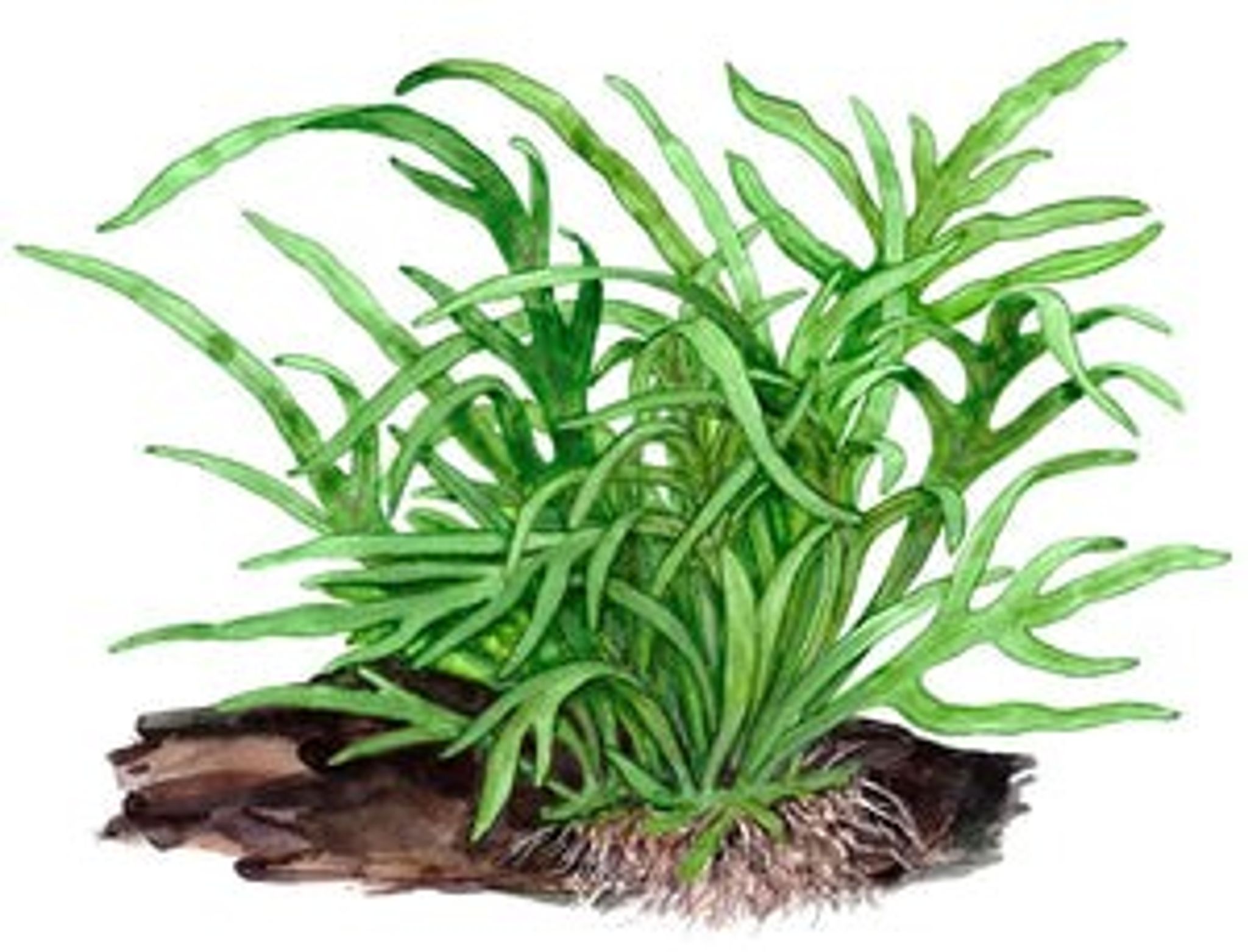 Microsorum Pteropus var. Trident-Rock