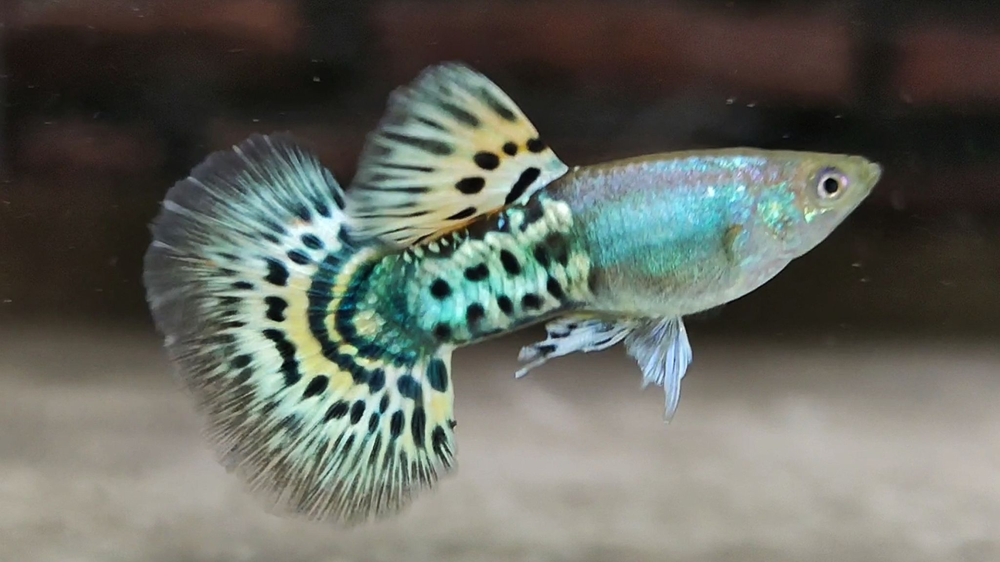 Mettal snakeskin yellow mosaik guppys