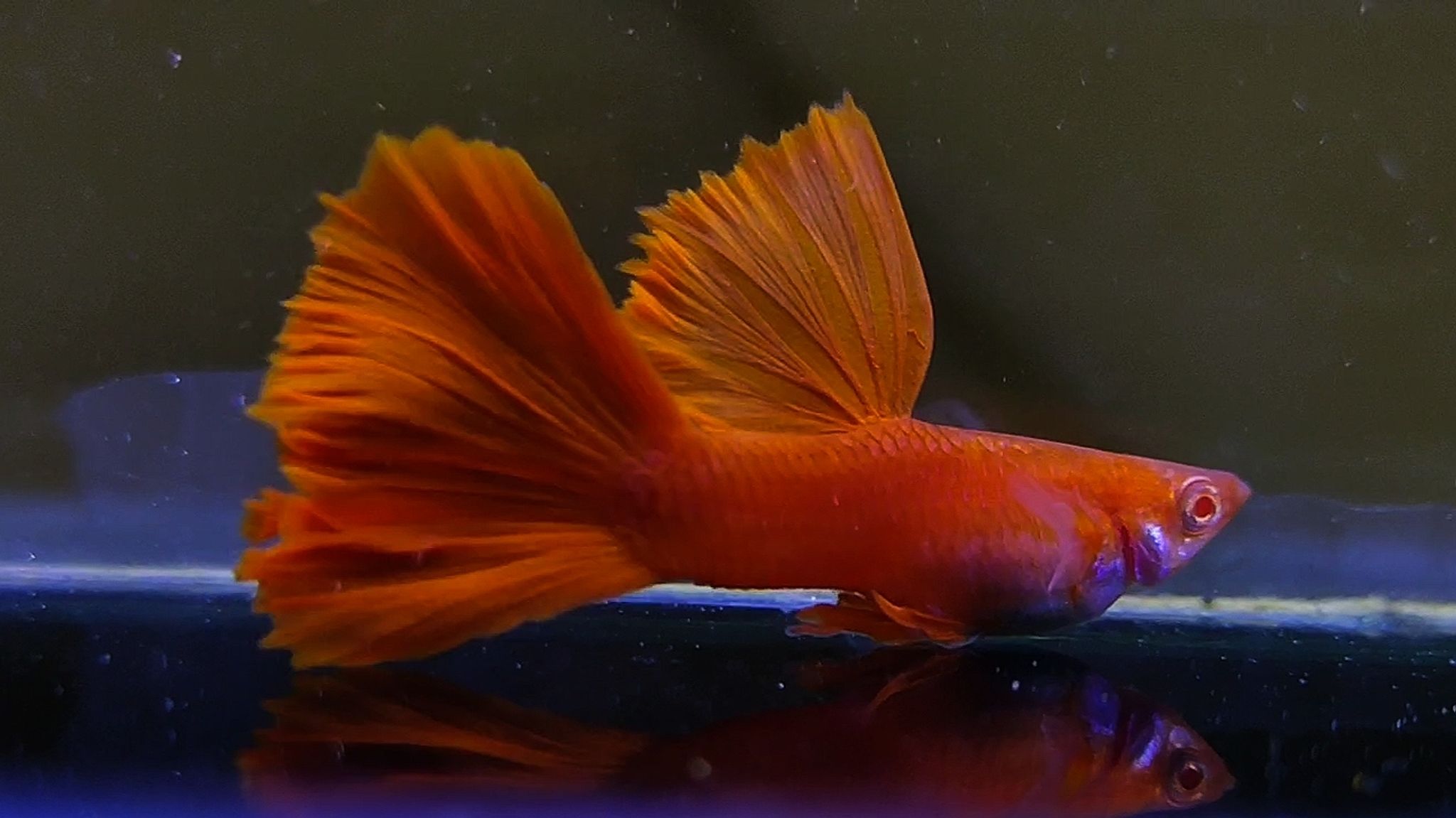 Albino full red Guppys