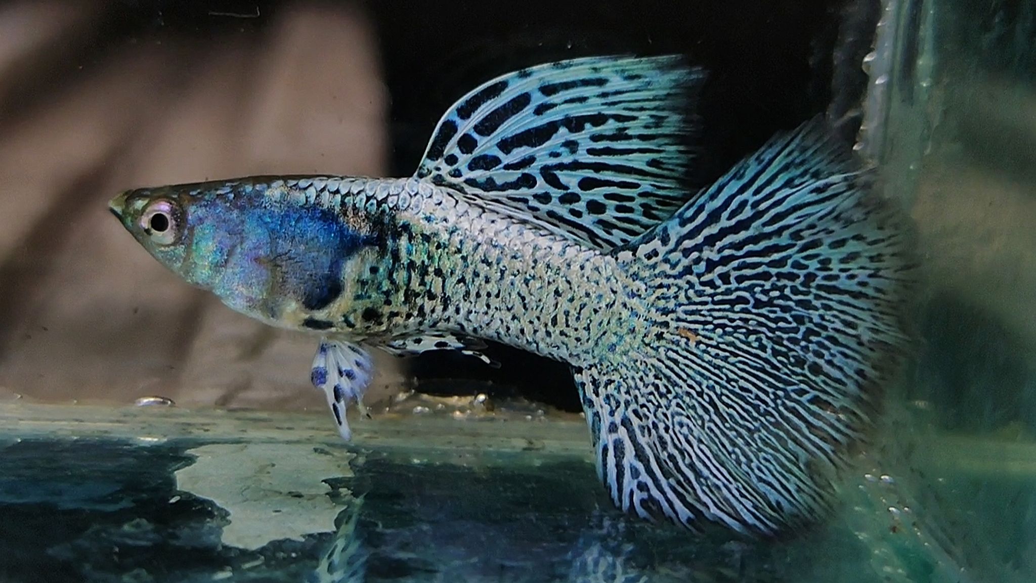 Mettal snakeskin blue Lace Guppys 